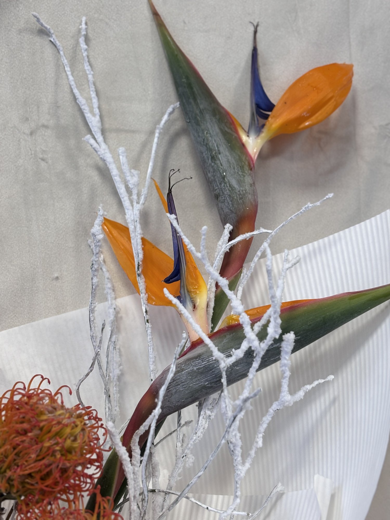 Amber Flight Couture - Imagine 3