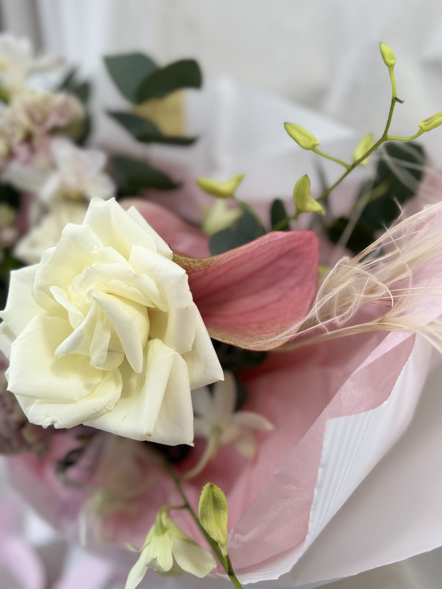 Ivory Blush Serenity - Imagine 3