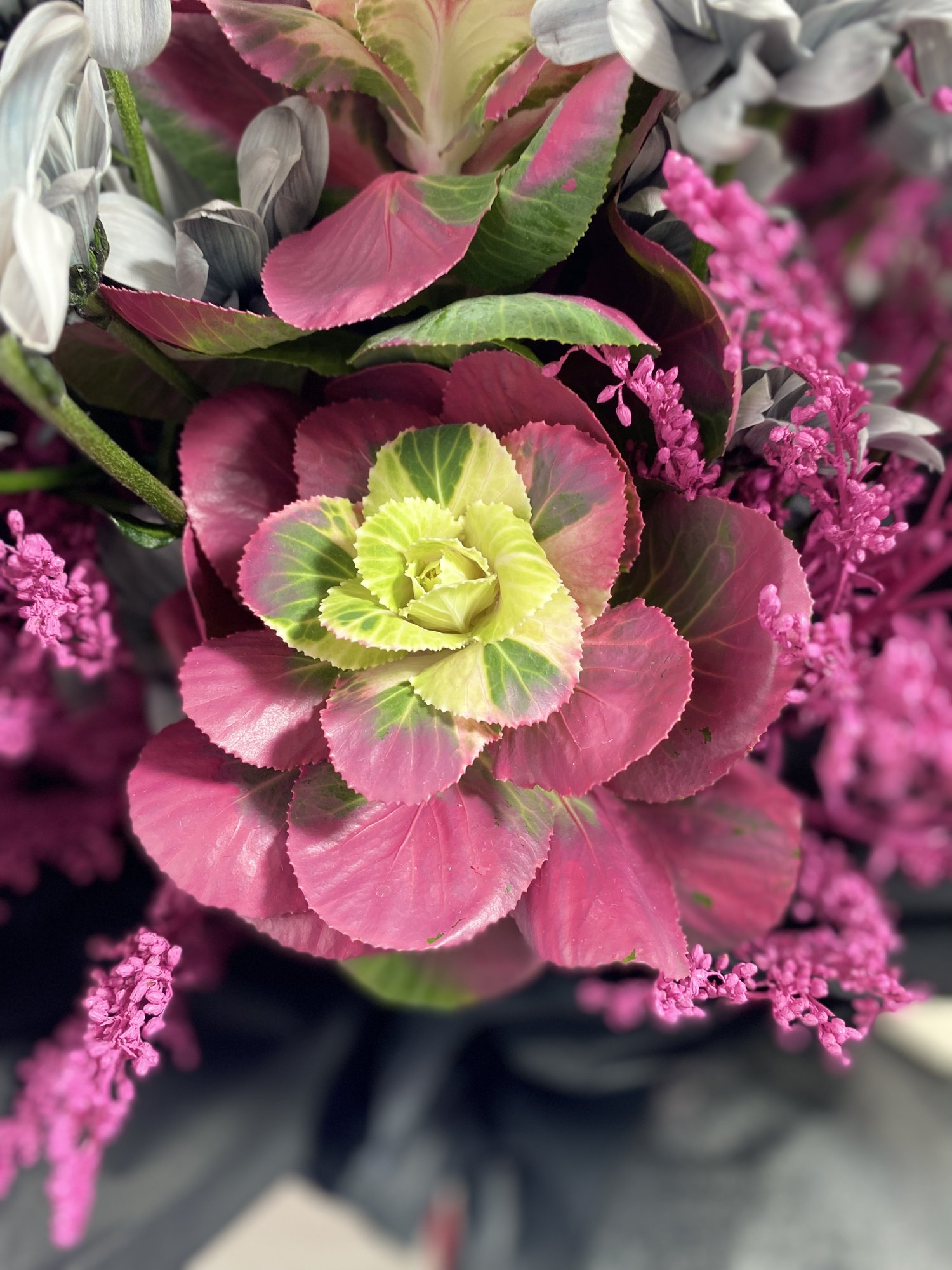 Fuchsia Contrast - Imagine 4