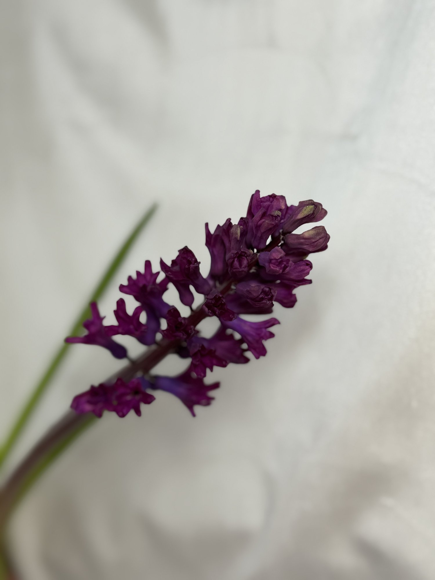 Zambile Mov (Hyacinthus Woodstock)