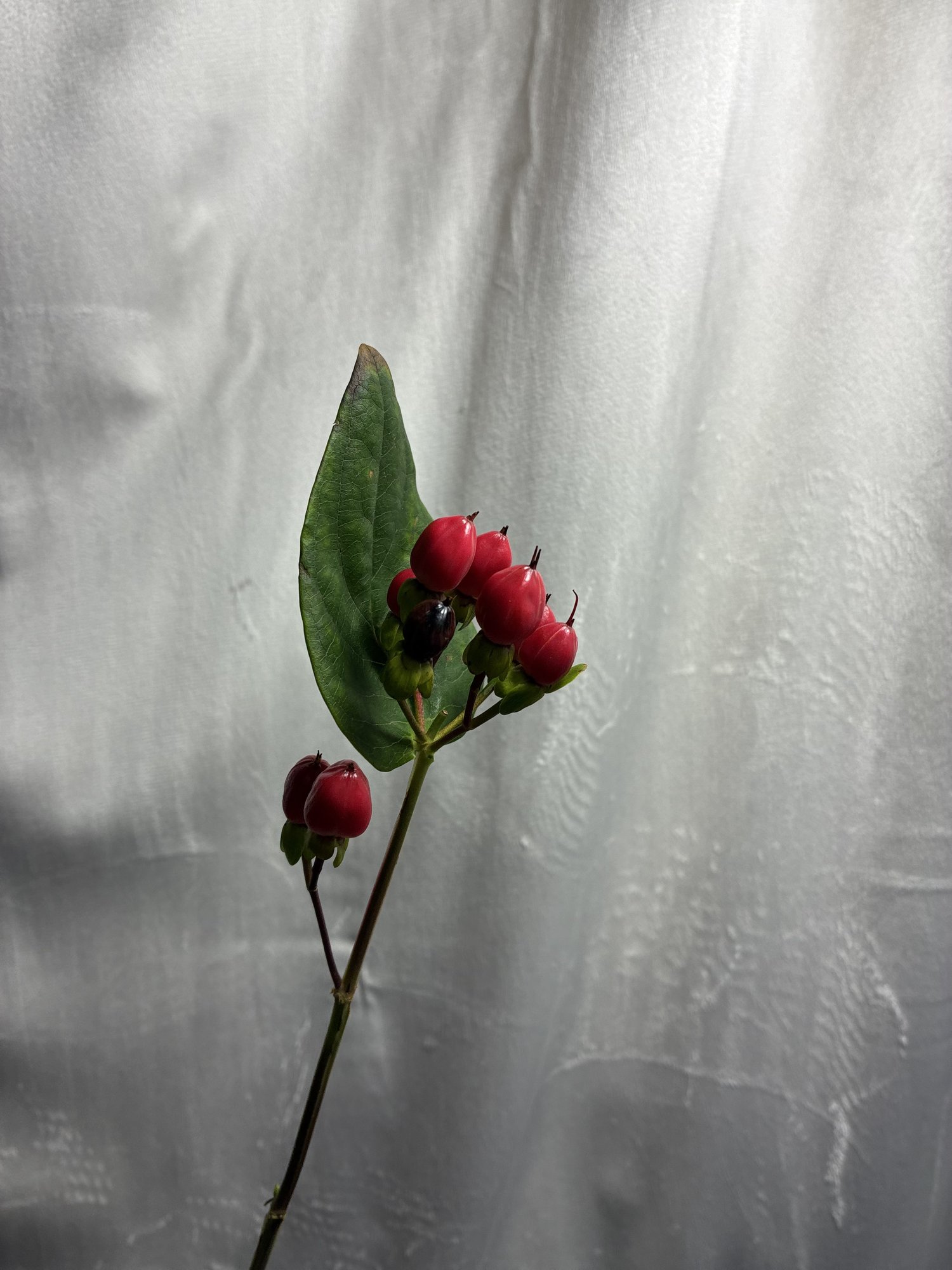 Hyp Coco Roșu (Hyp Coco Diablo)