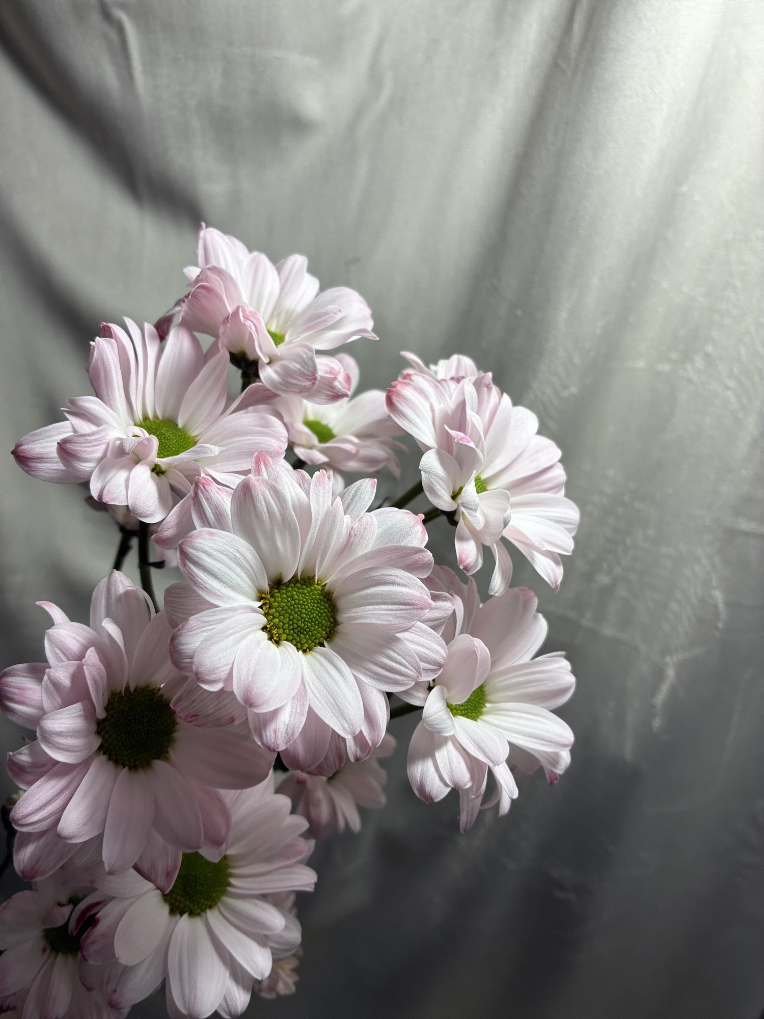 Crizanteme Roz (Chas T Kennedy Lipstick)