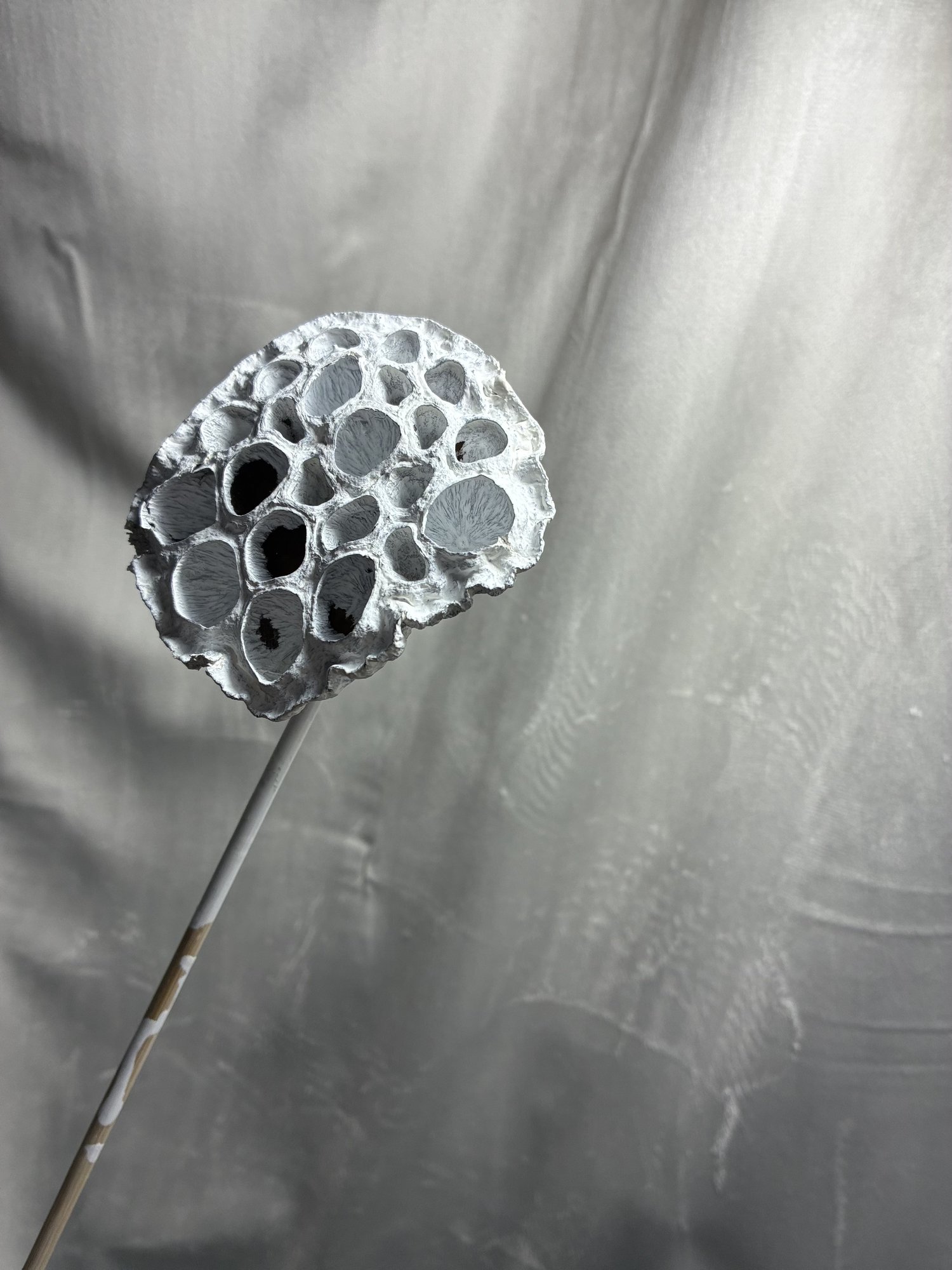 Lotus Alb (Lotus White)