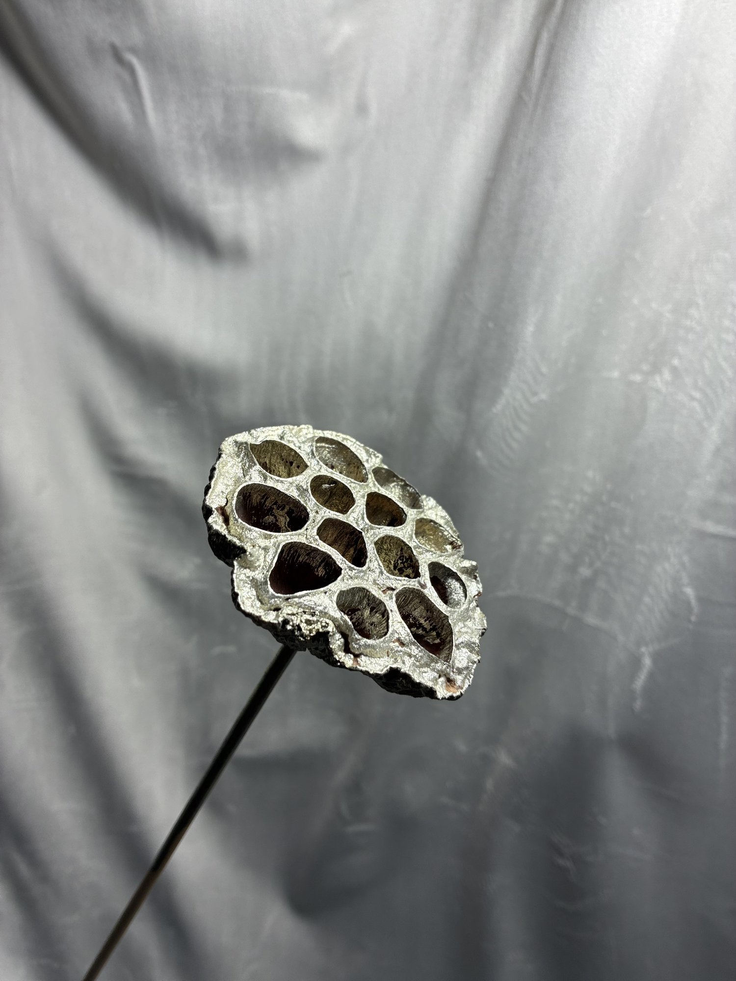 Lotus Argintiu (Lotus Platinum)