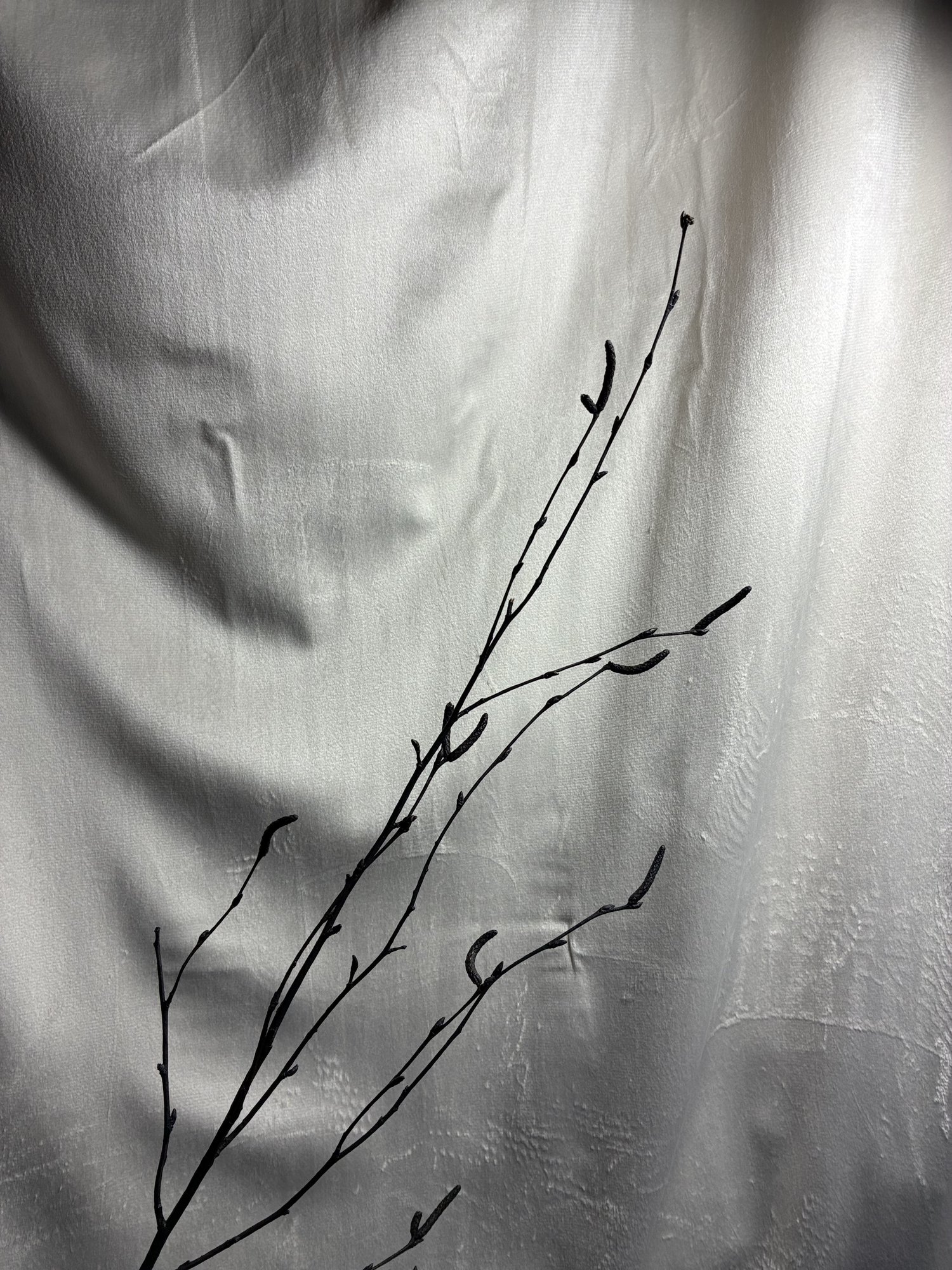 Crengi Negre (Birch Branch)