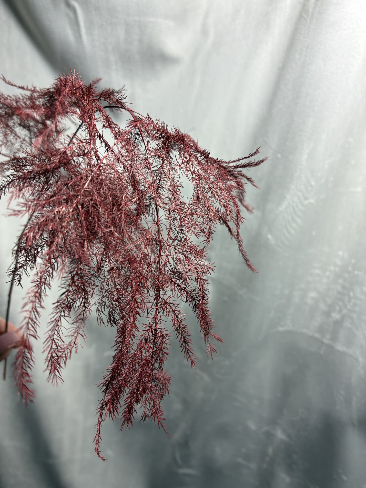 Asparagus Roșu (Asparagus Bordeaux)