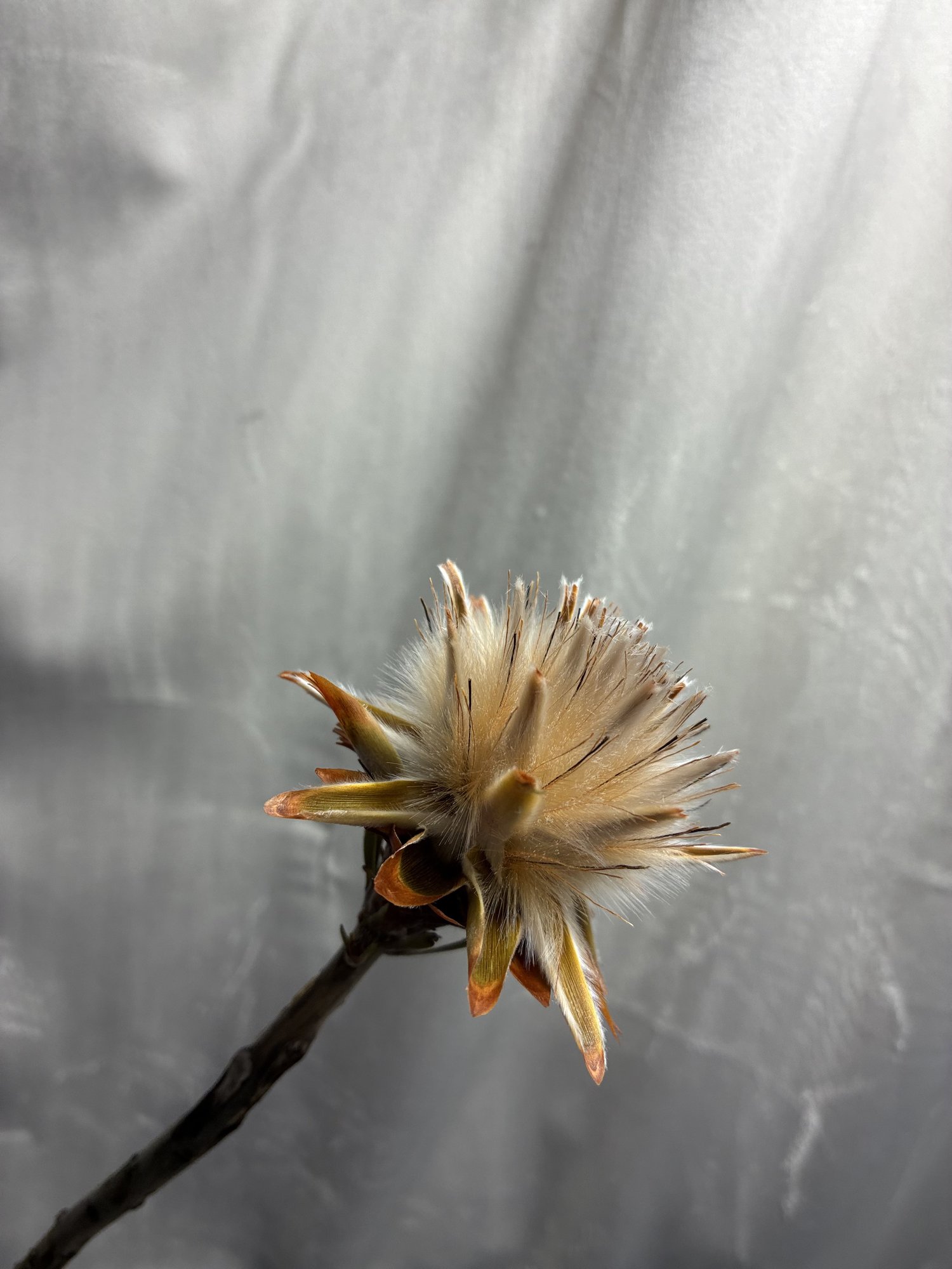 Leucadendron Portocaliu (Leucadendron)