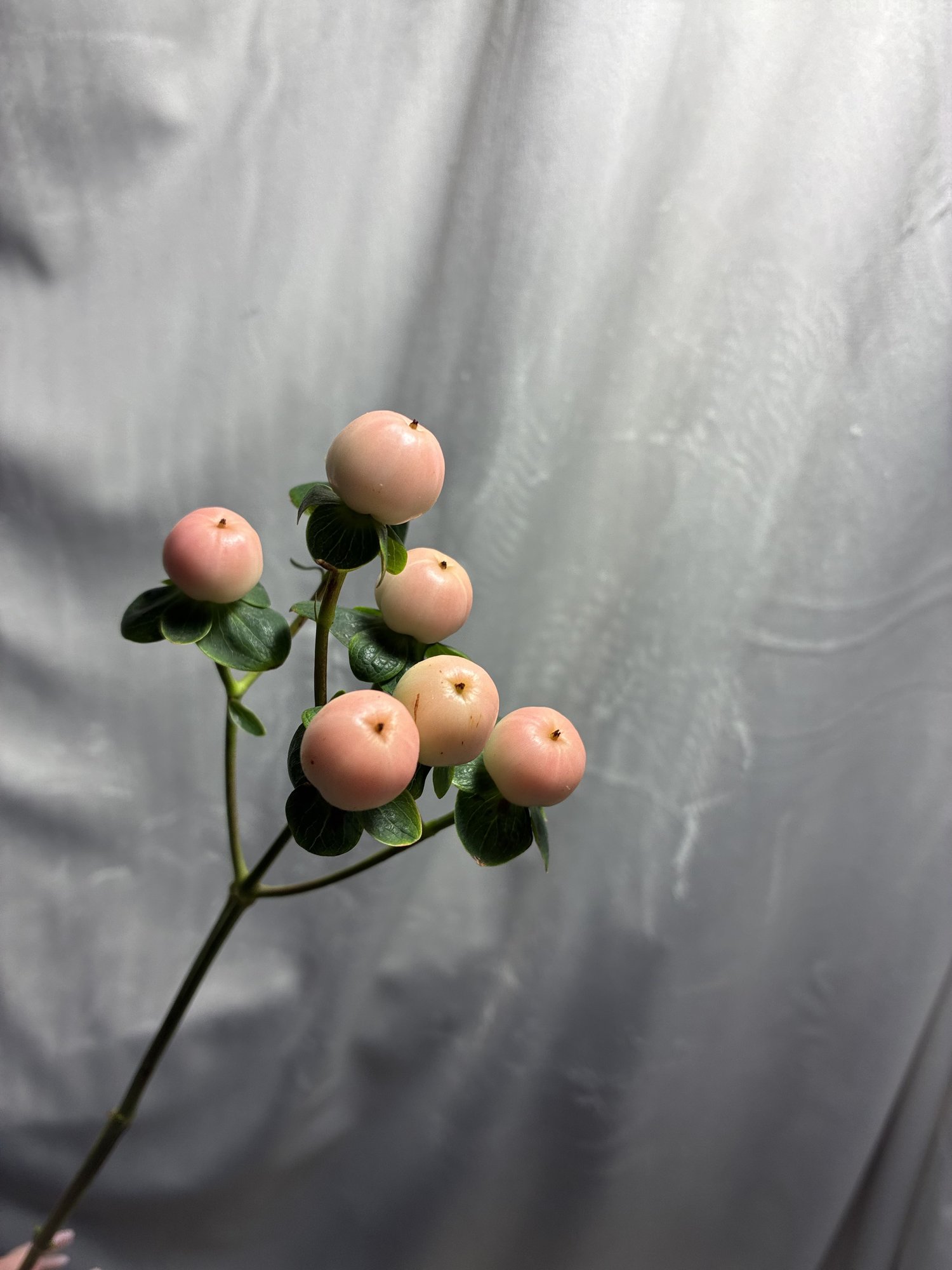 Hyp Coco Roz (Hyp Coco Tramo)