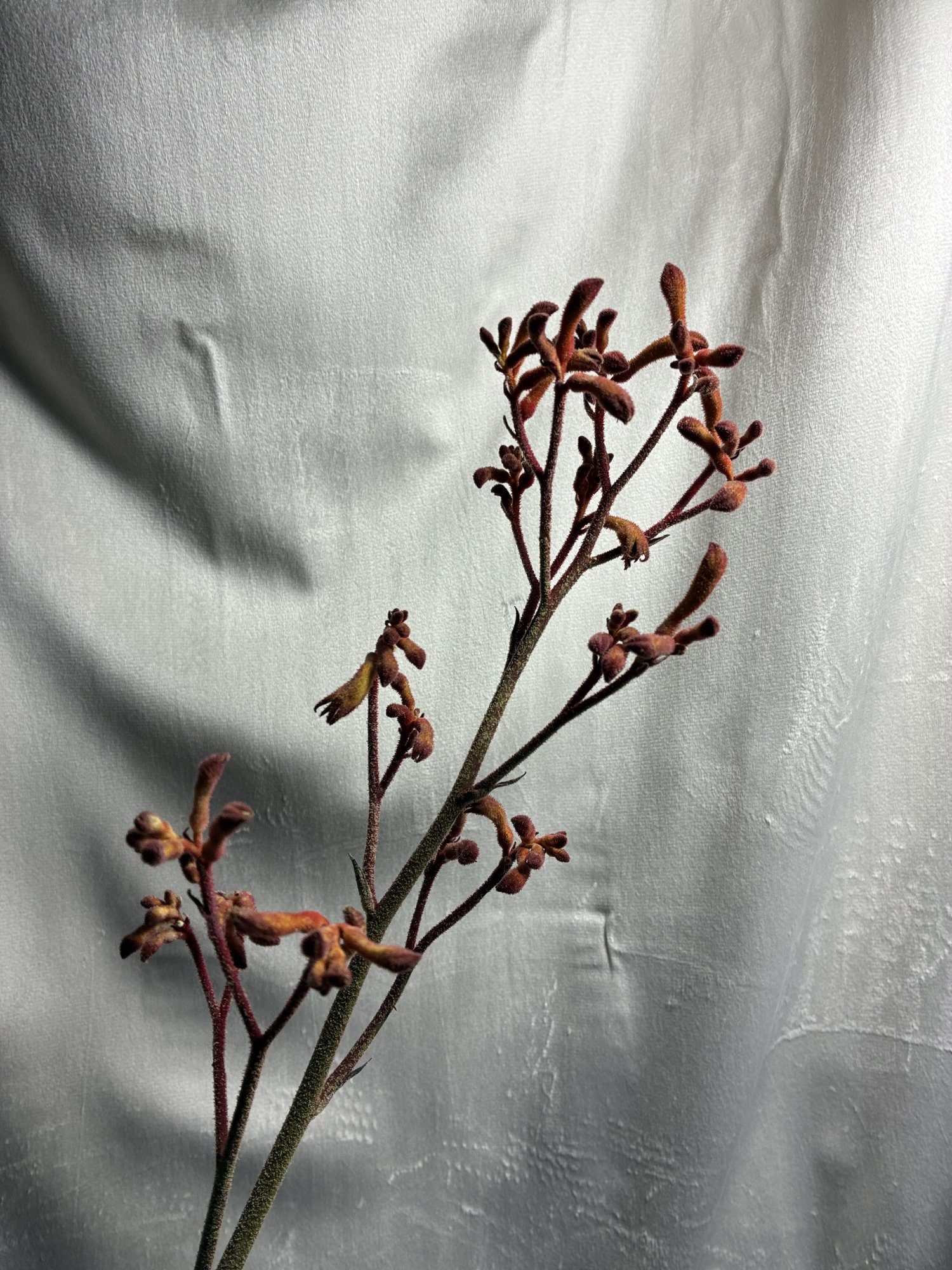 Amigozanthus Portocaliu (Amigo Coral Fever)