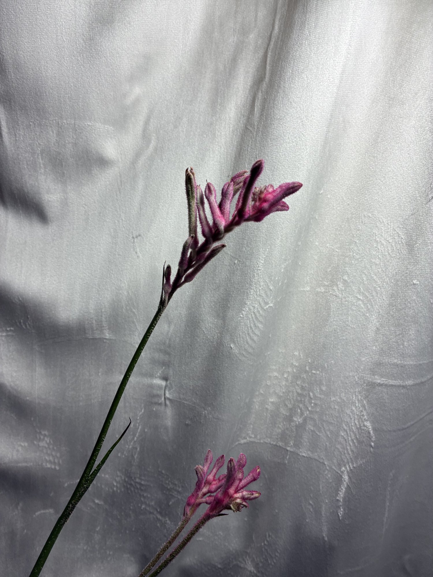 Amigozanthus Roz (Amigozanthus Blush Mini Pearl)