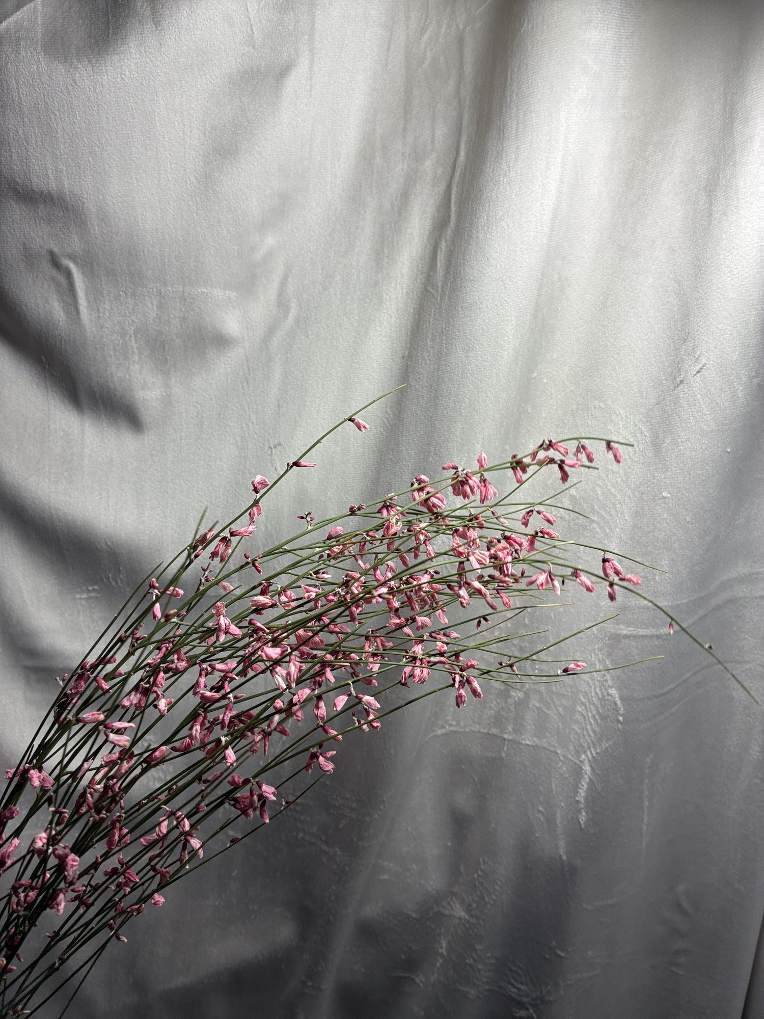 Ginster Roz (Ginster Pink)