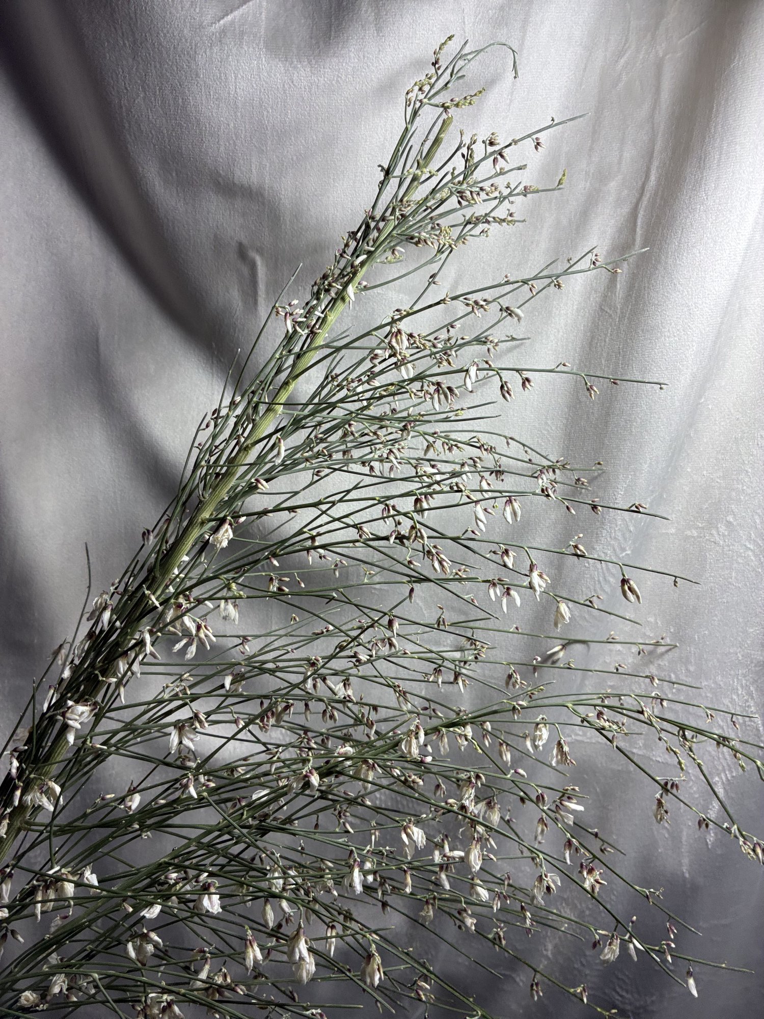 Ginster Alb (Ginster White)