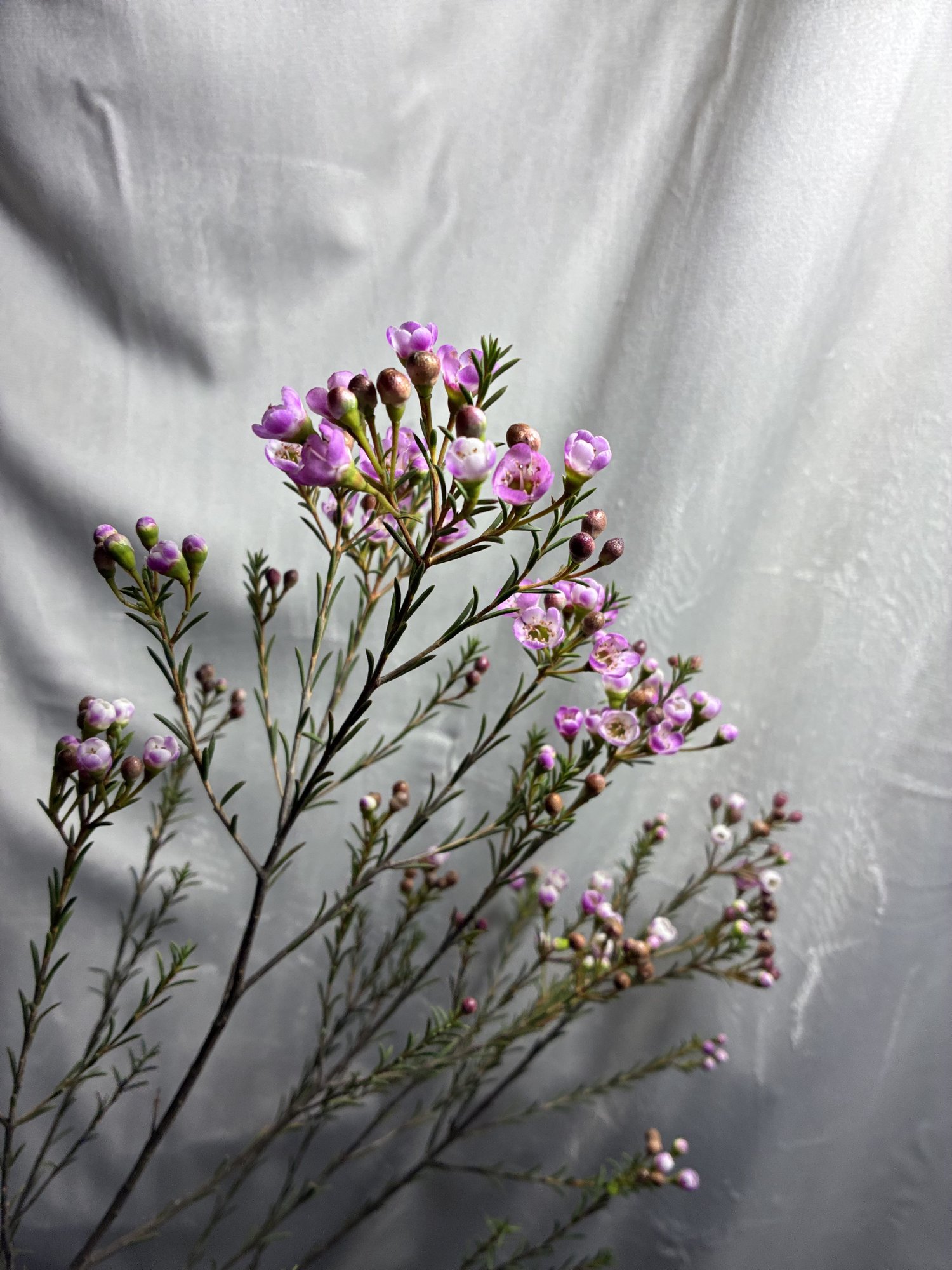 Wax Roz (Charm Wax Adi)