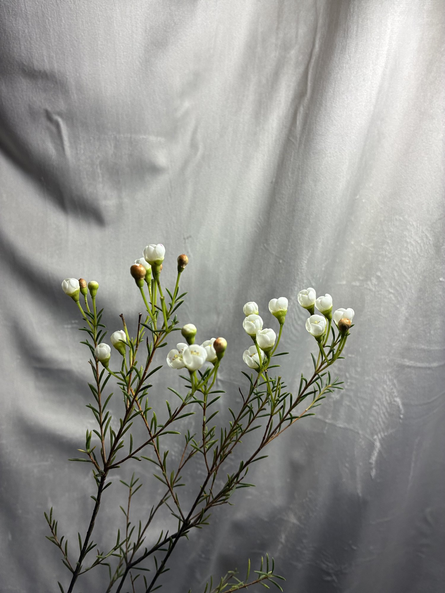 Wax Alb (Charm Wax Sirius)