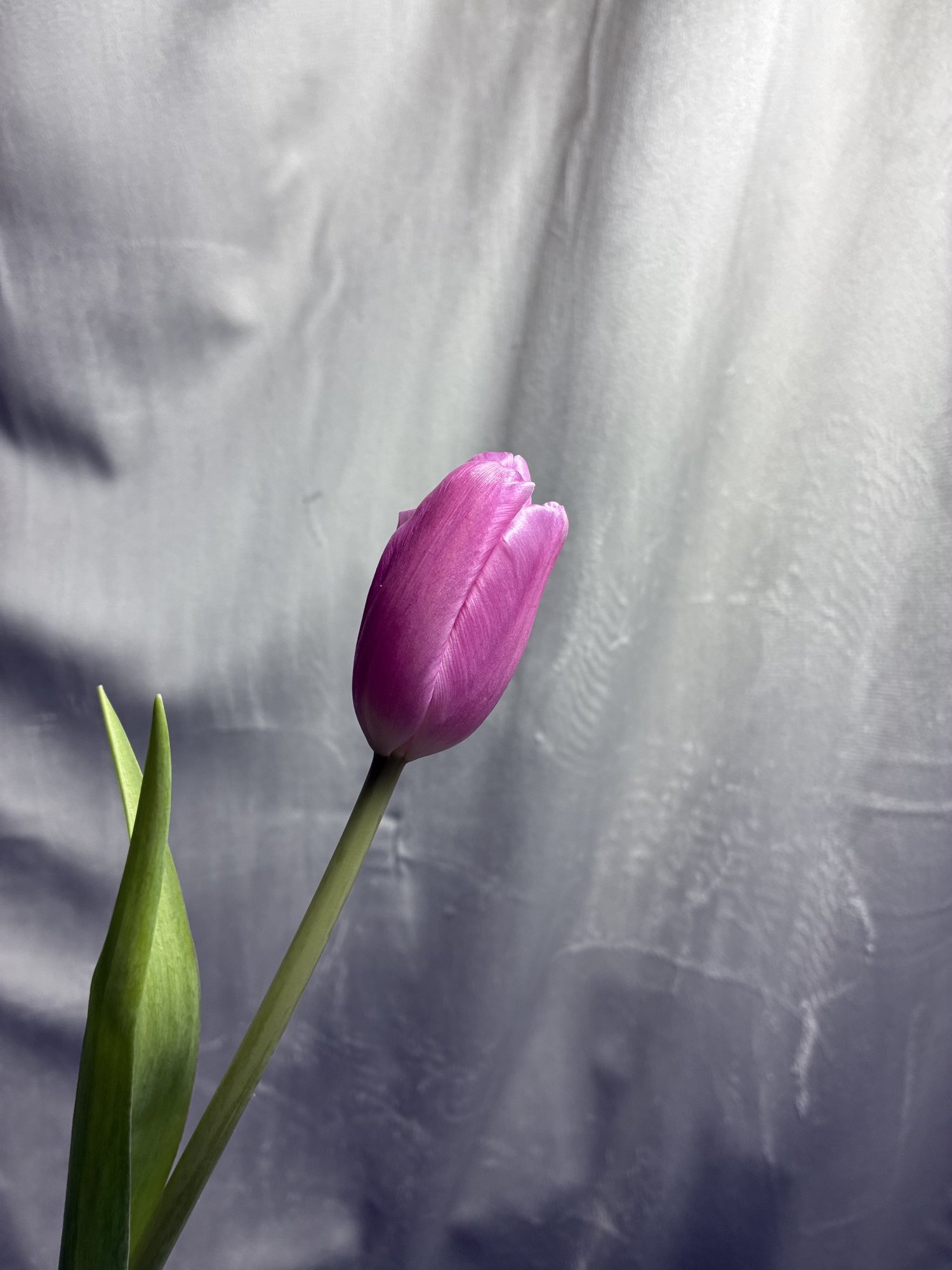 Lalele Roz (Tulipa Jumbo Pink)