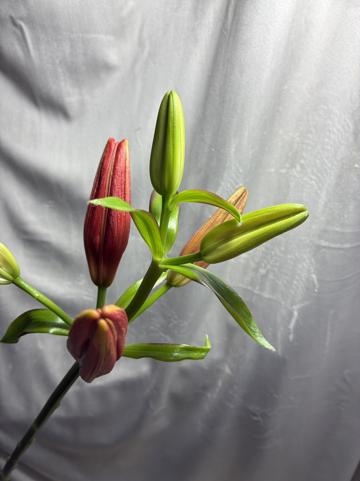 Crin Roșu (Lil AS Ducati)