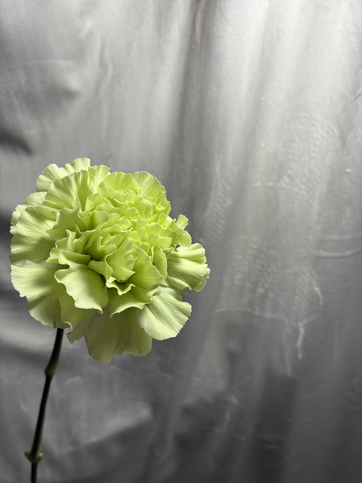 Garofe Prado (Di St Prado)