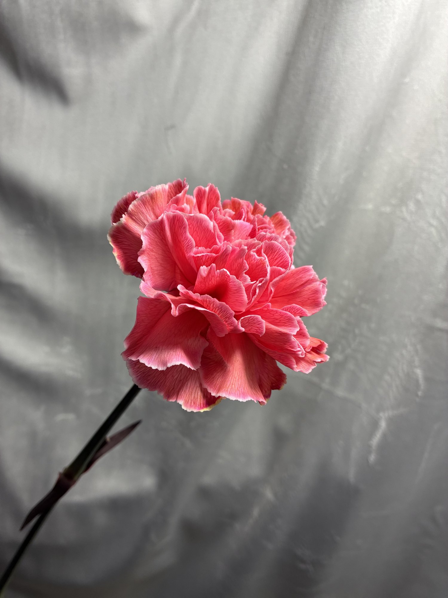 Garofe Roșii (Di St Lipstick Red)