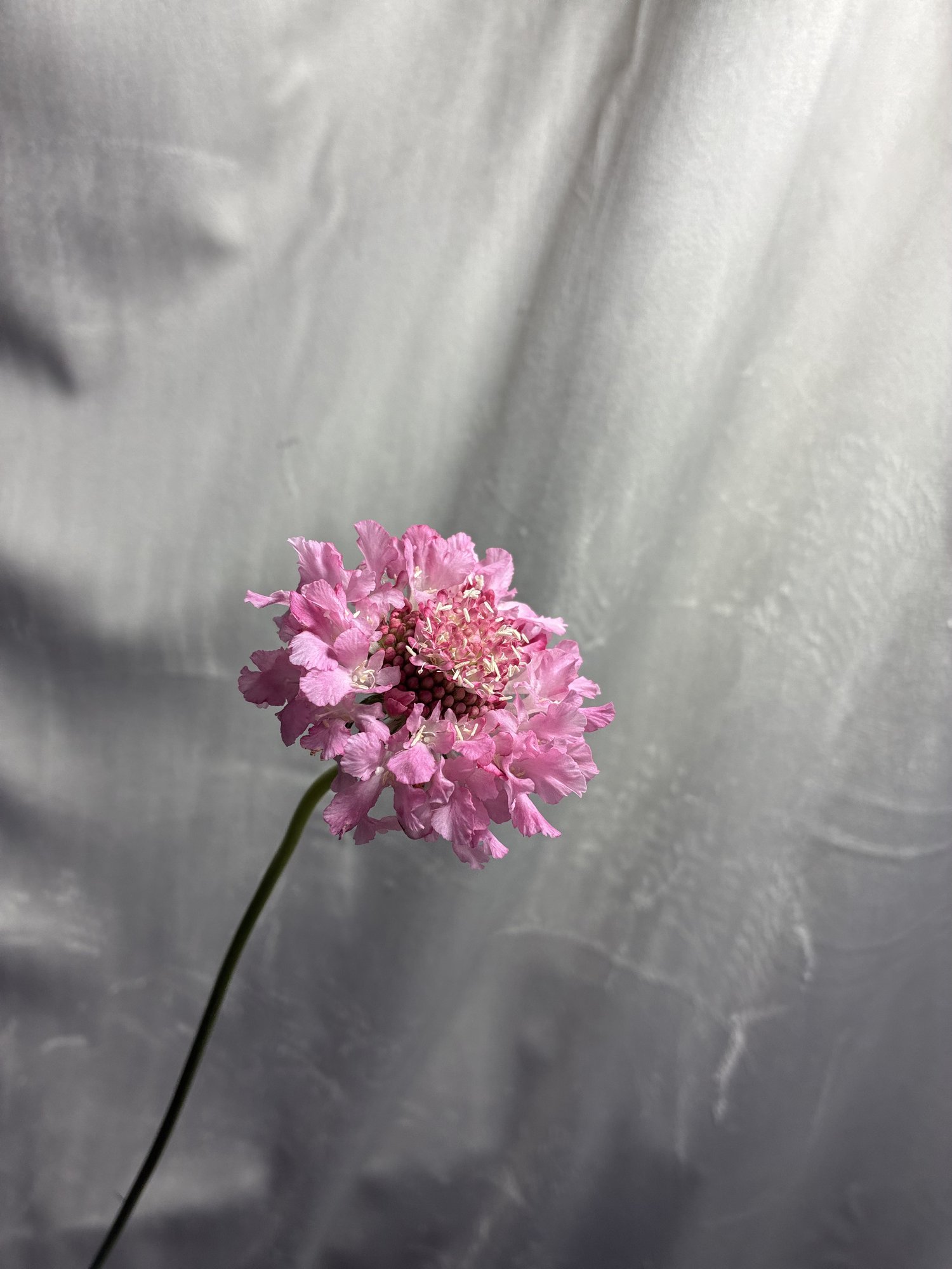 Campanula Roz (Campanula Pear Pink)