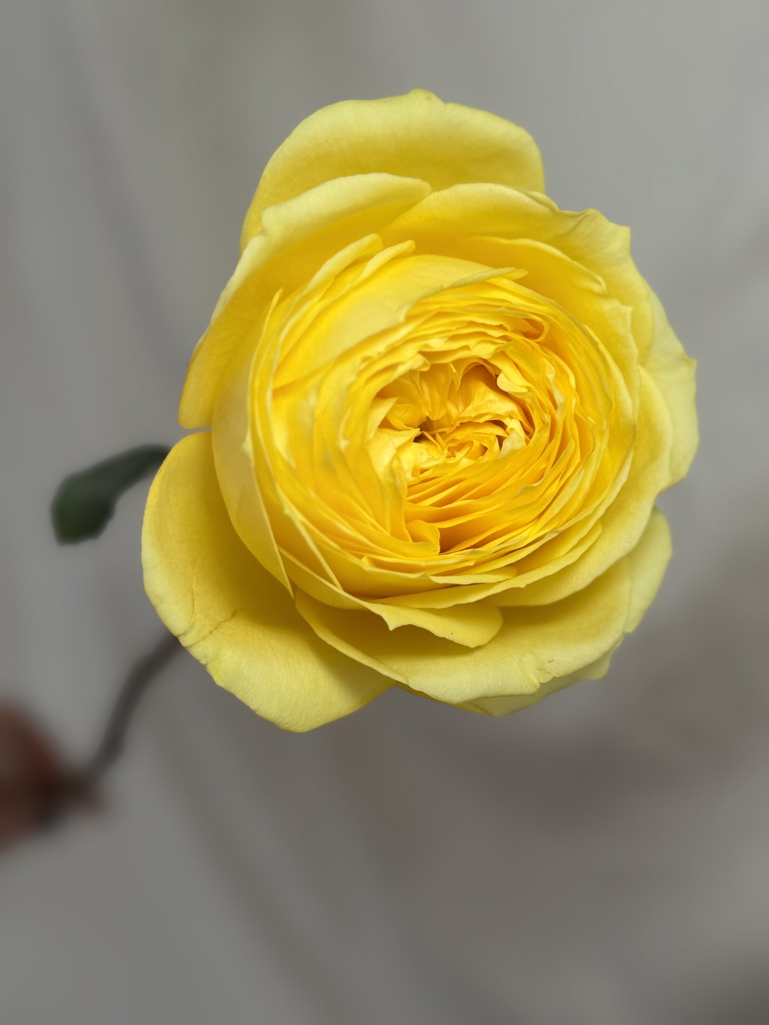 Trandafir Galben (Ros Assorted Golden Deluxe)