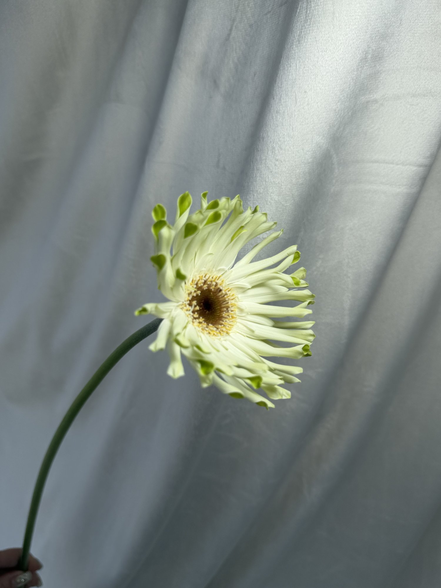 Gerbera alba