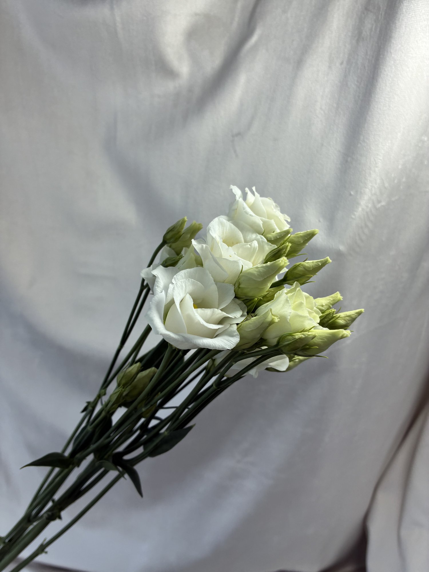 Eustoma alba