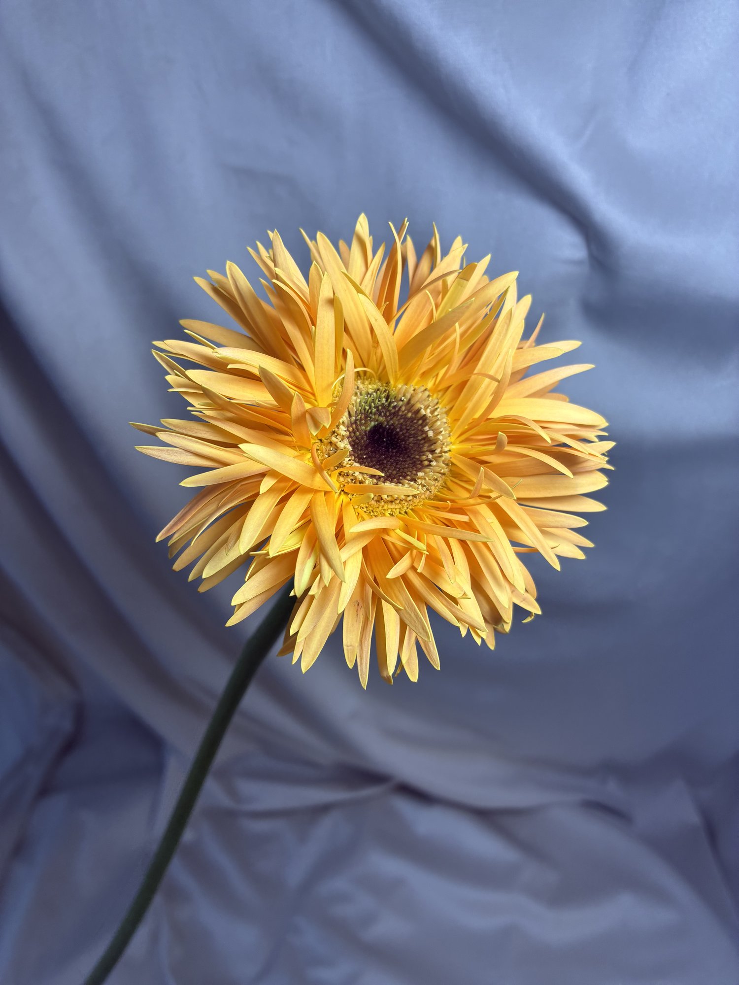 Gerbera portocalie
