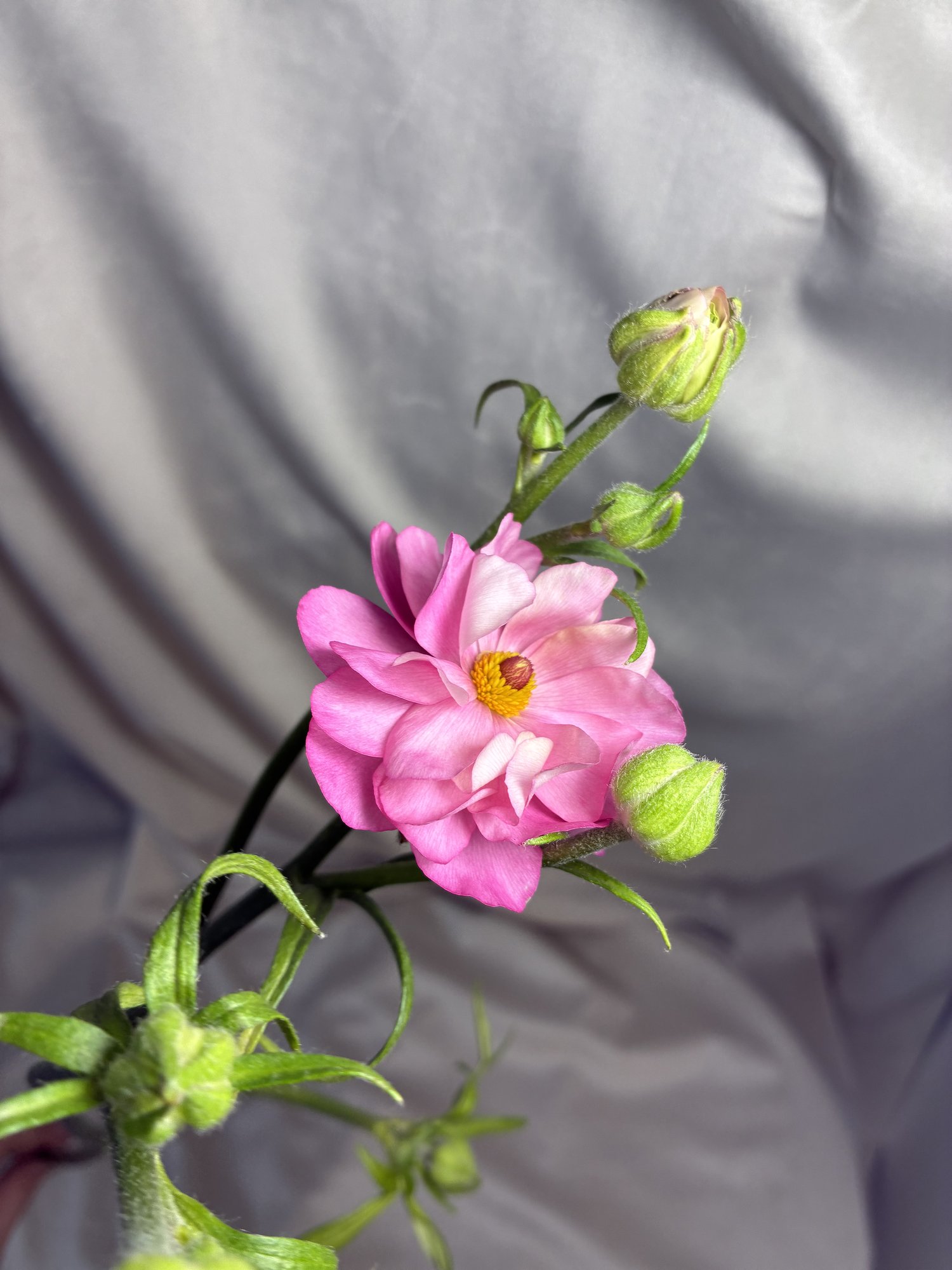 Ranunculus Butterfly roz