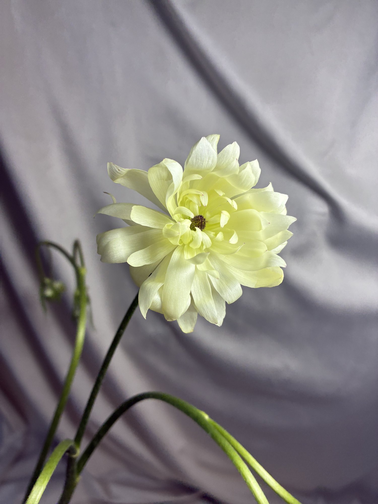 Ranunculus Butterfly alb
