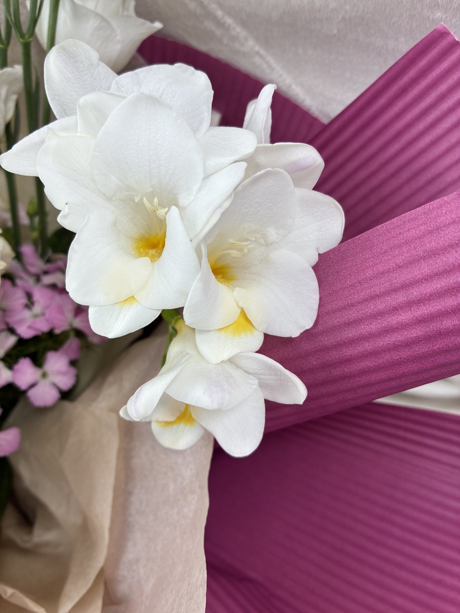 Ivory Blush Harmony - Imagine 3