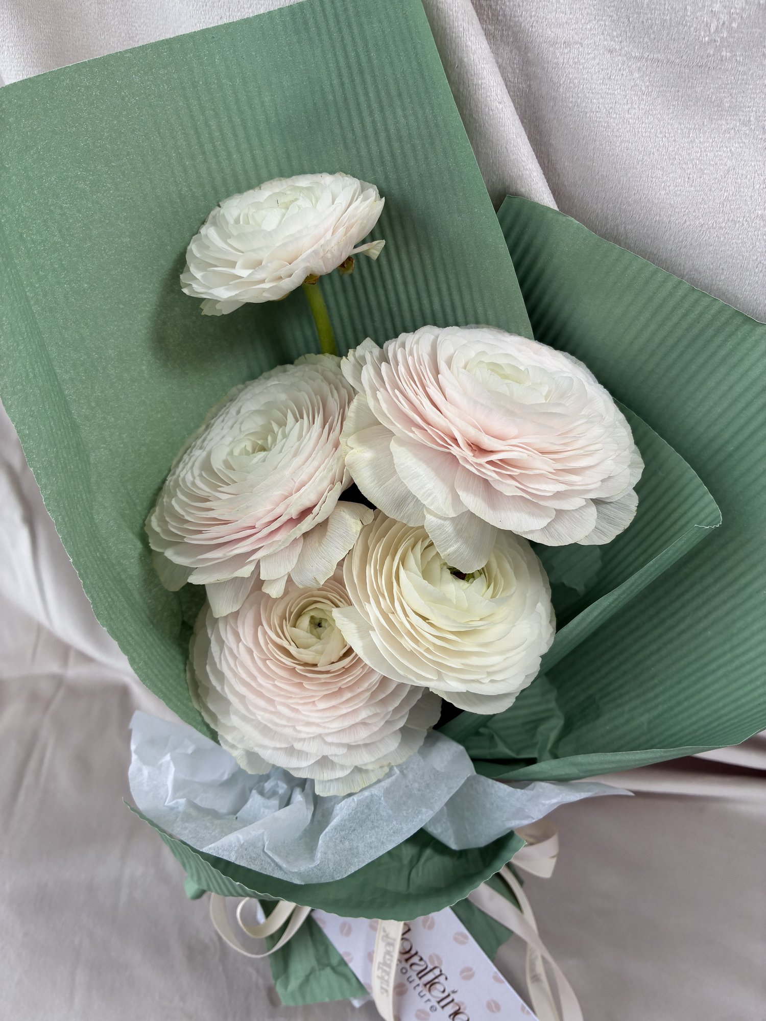Blush Ranunculus Whisper - Imagine 2