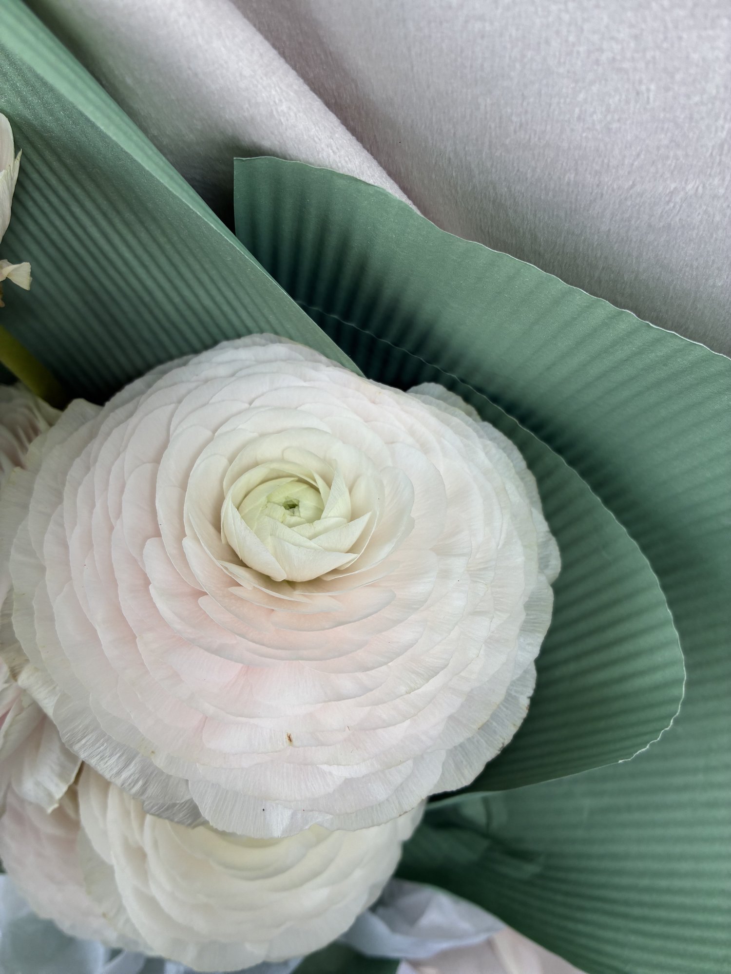 Blush Ranunculus Whisper - Imagine 3
