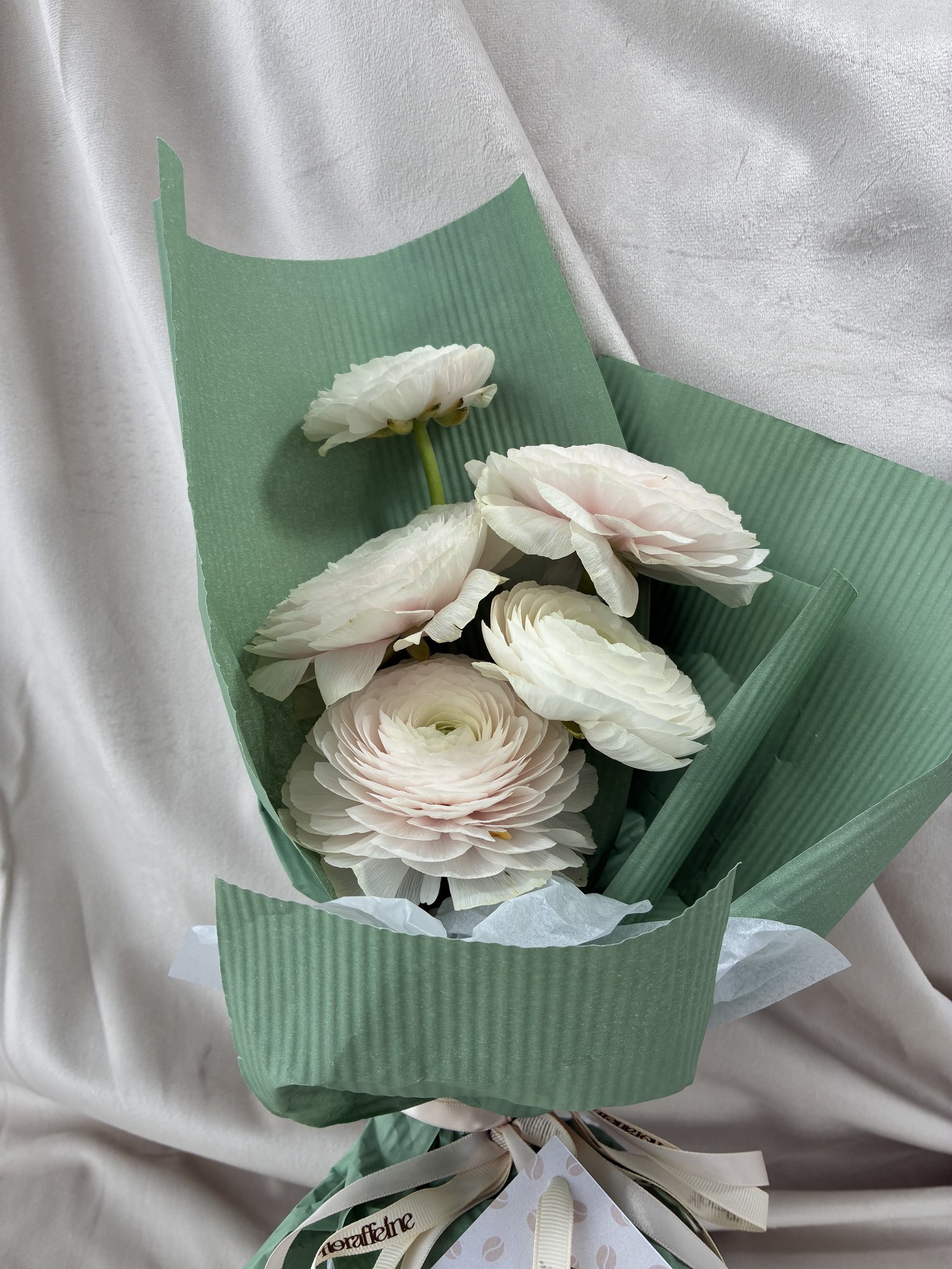 Blush Ranunculus Whisper - Imagine 4