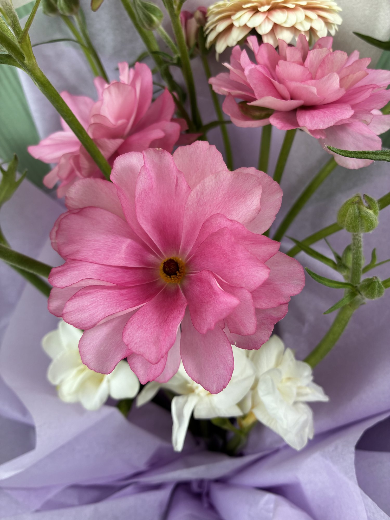 Pink Garden Delight - Imagine 2