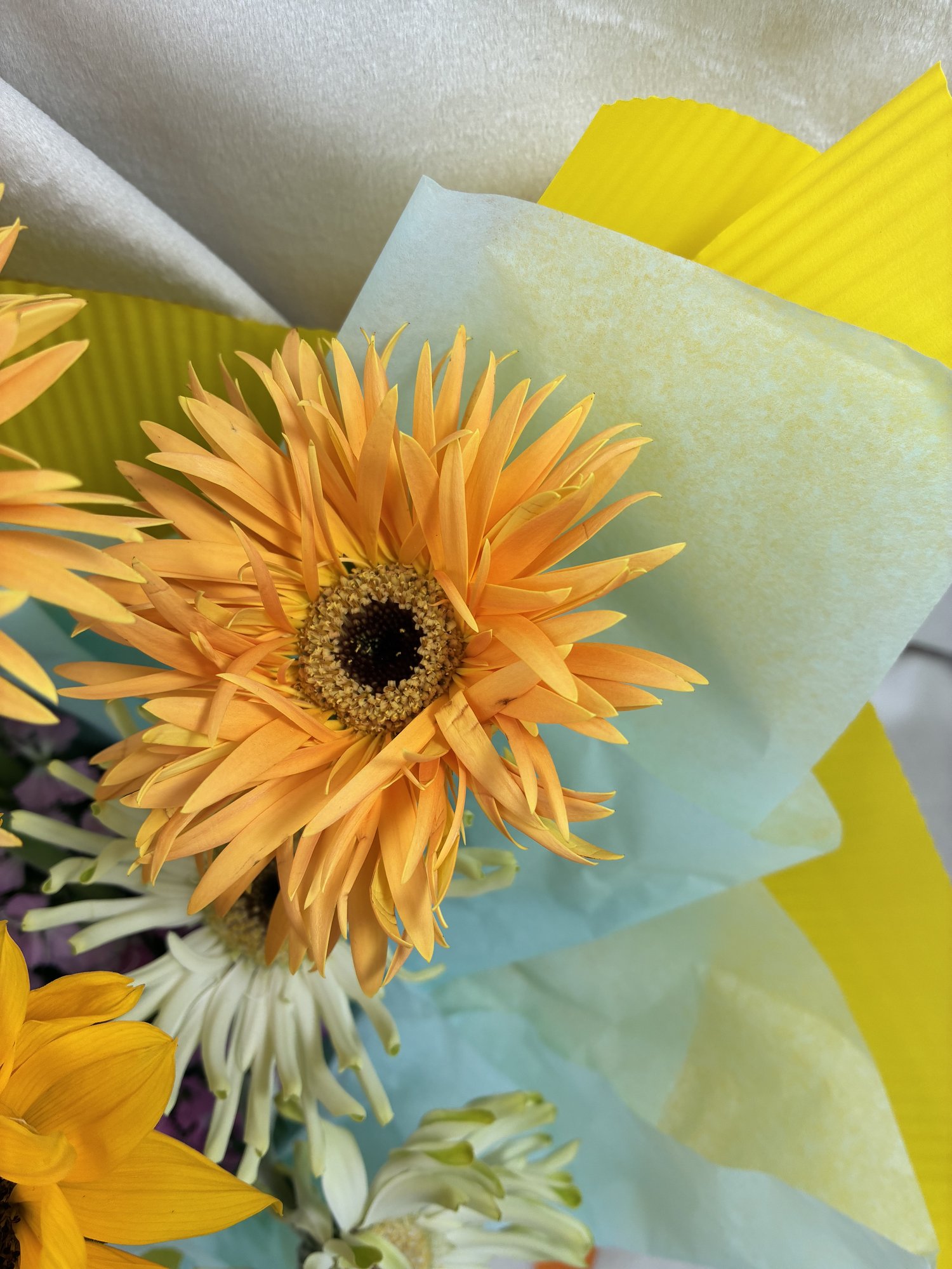 Sunny Bloom Burst - Imagine 3