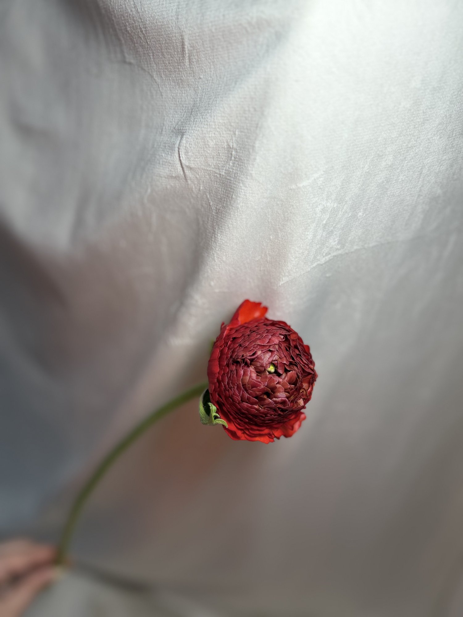 Ranunculus Azur Red