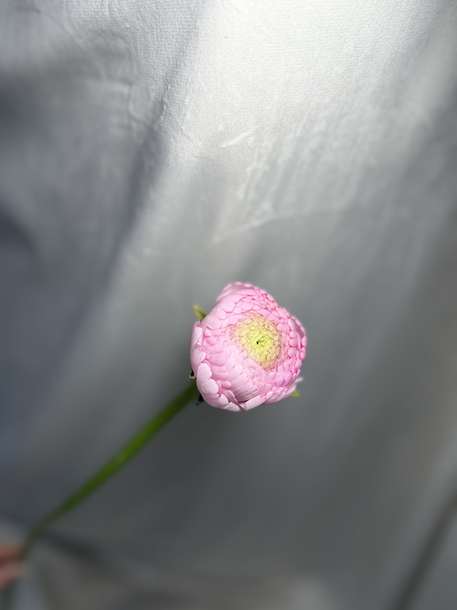 Ranunculus Azur Pink Stripe