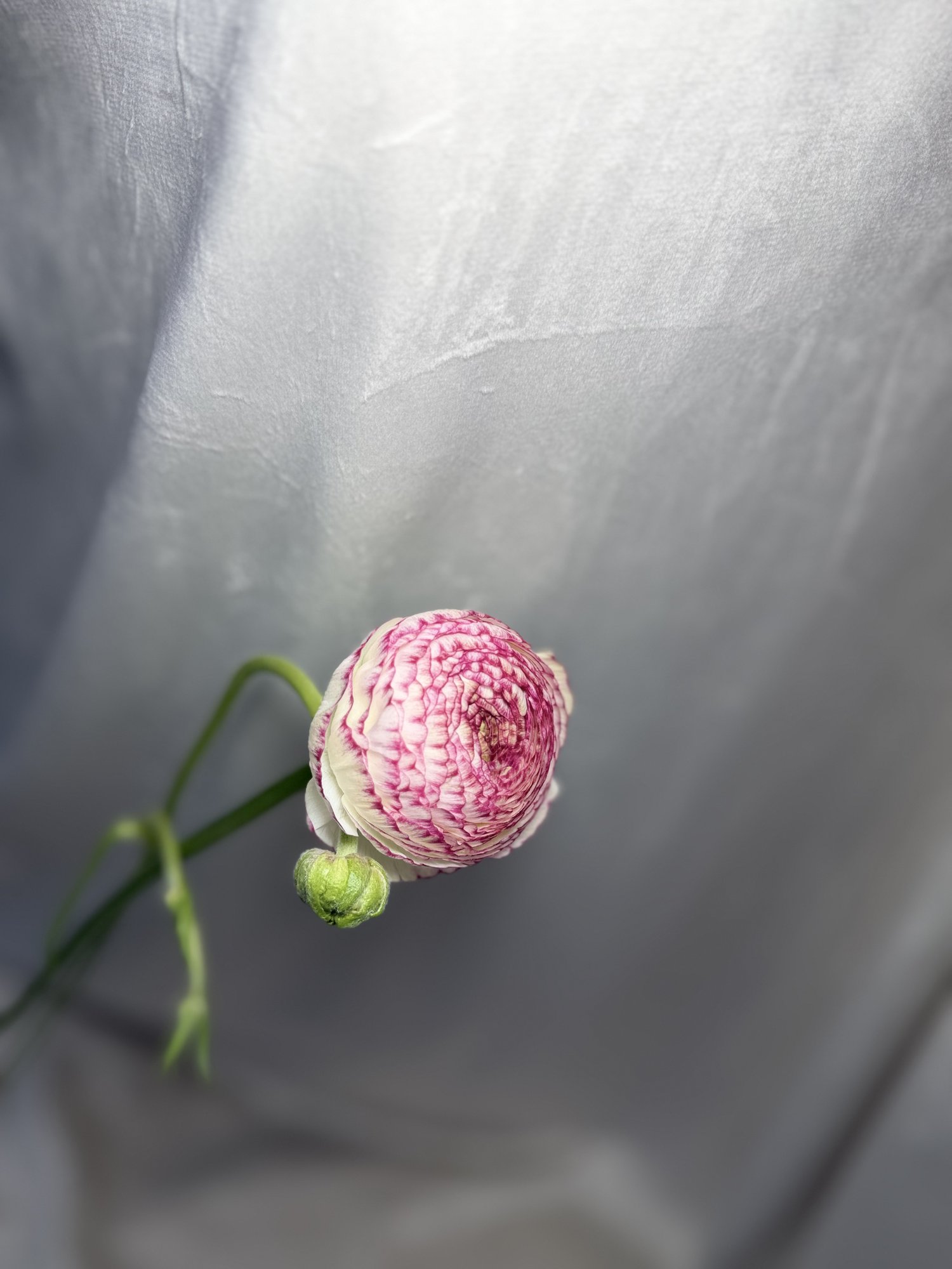 Ranunculus Azur Pink Pale