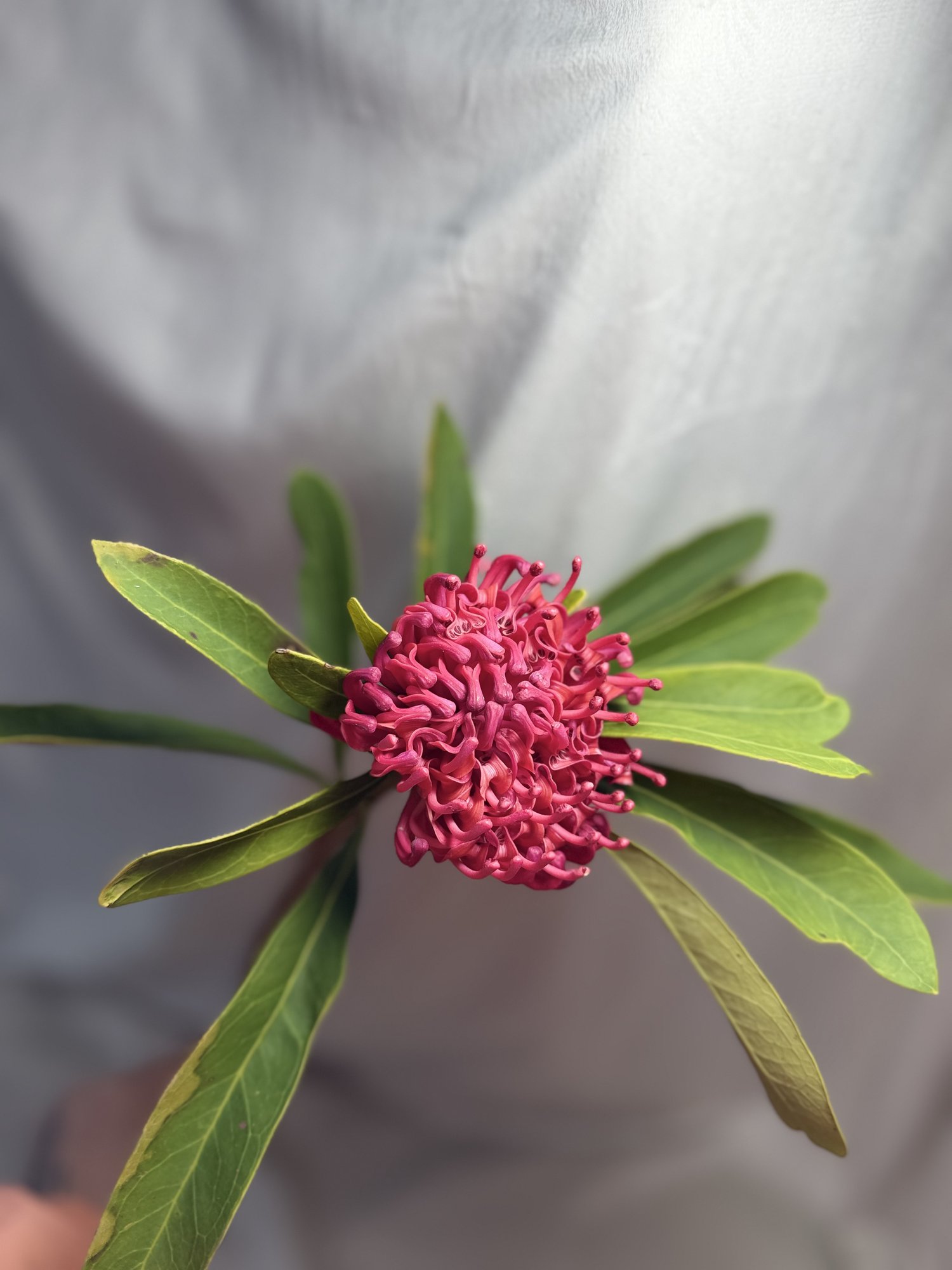 Protea Waratah