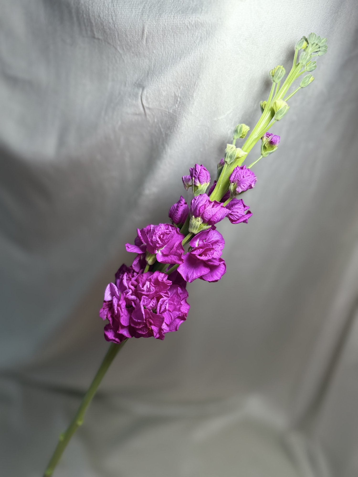 Matthiola Cerise It. Imp.