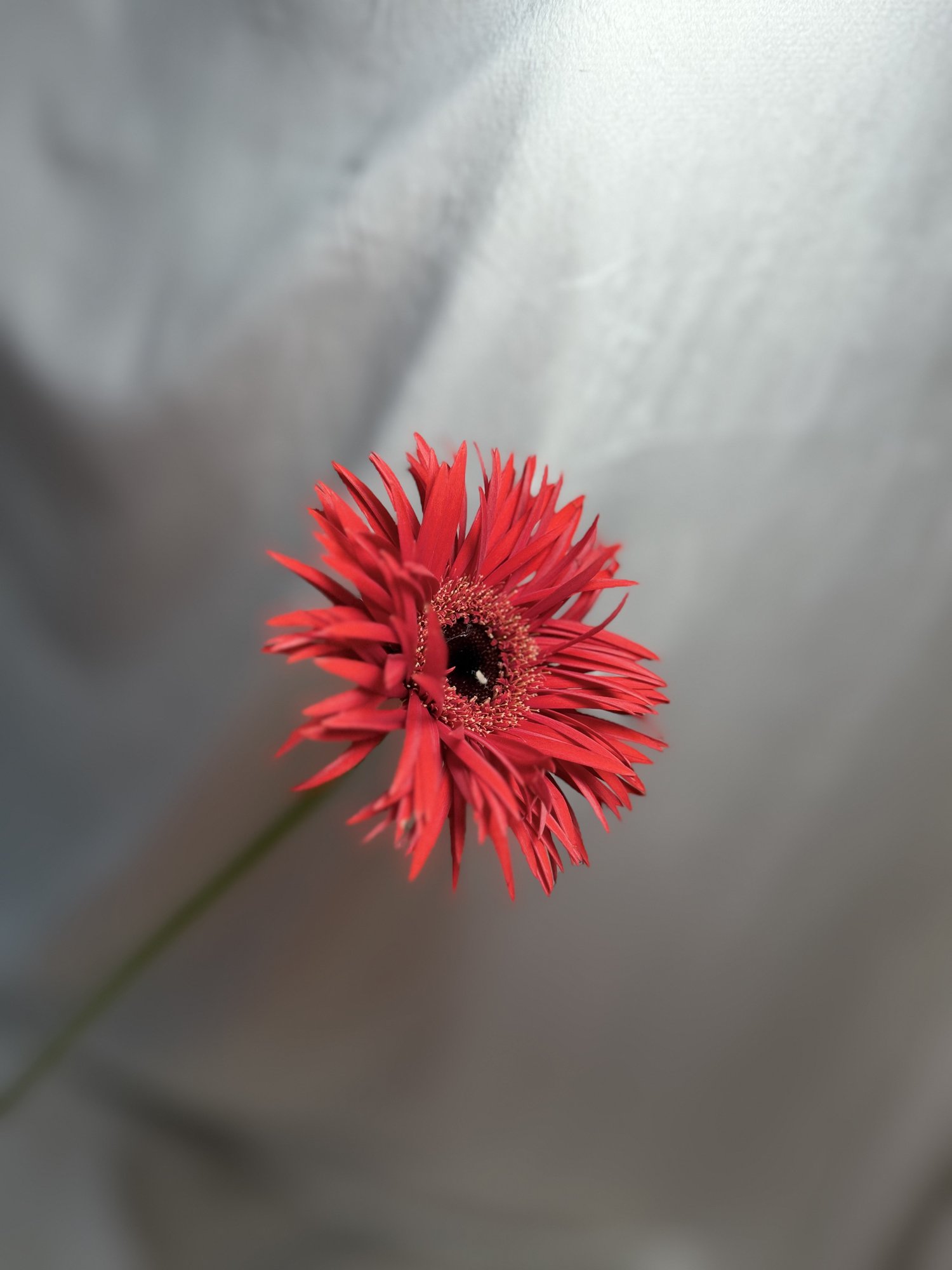 Germ. D Spider Larson(gerbera Rosie)