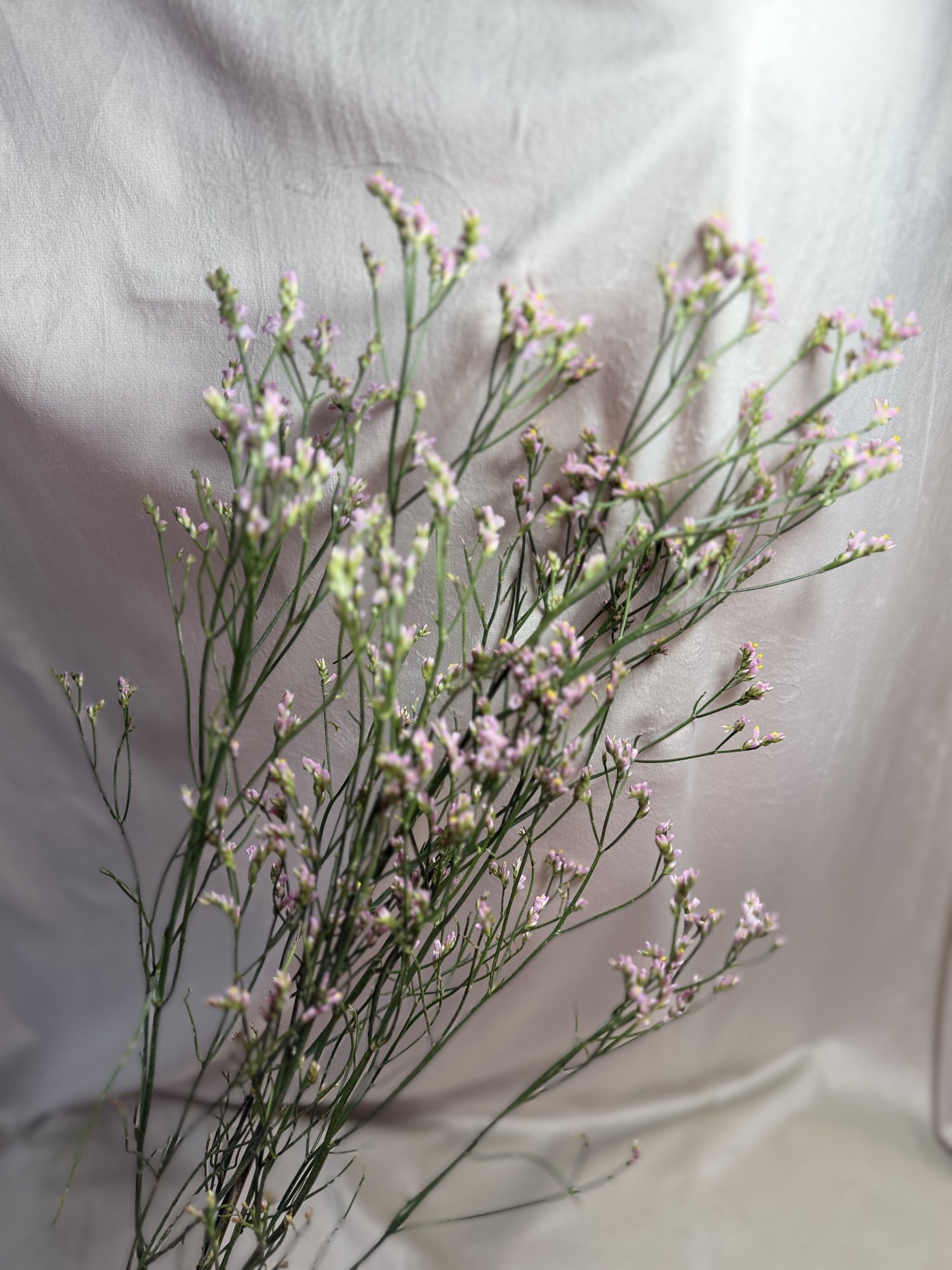 Limonium mov (Lim. Sin Blush Dia)