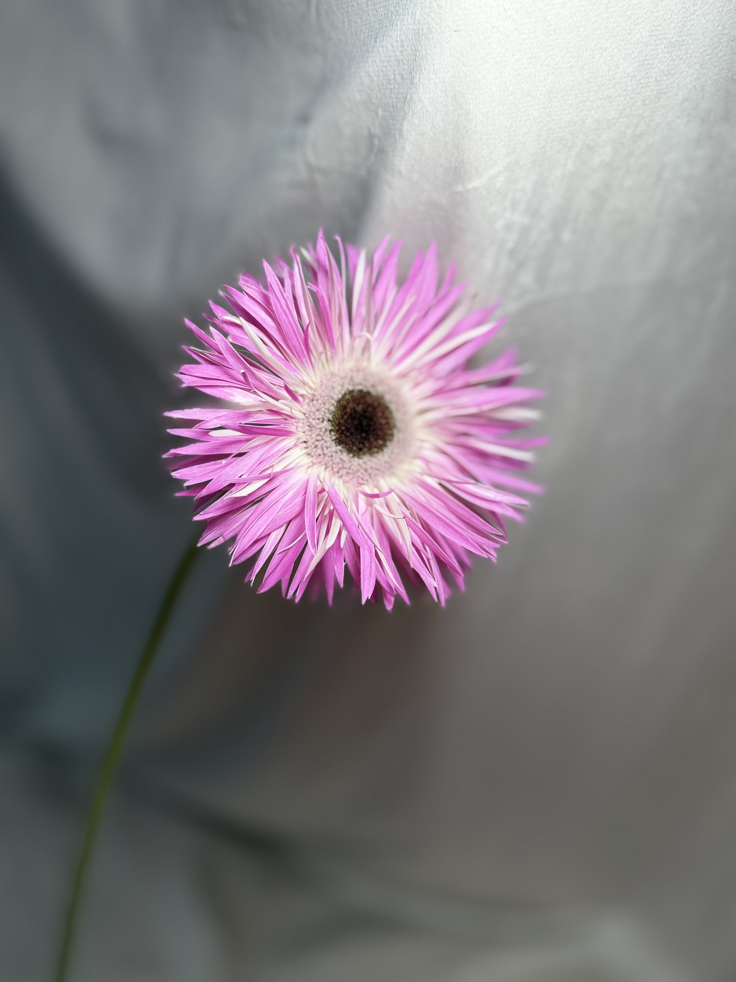 Gerb. D Spider Stitch(gerbera roz)