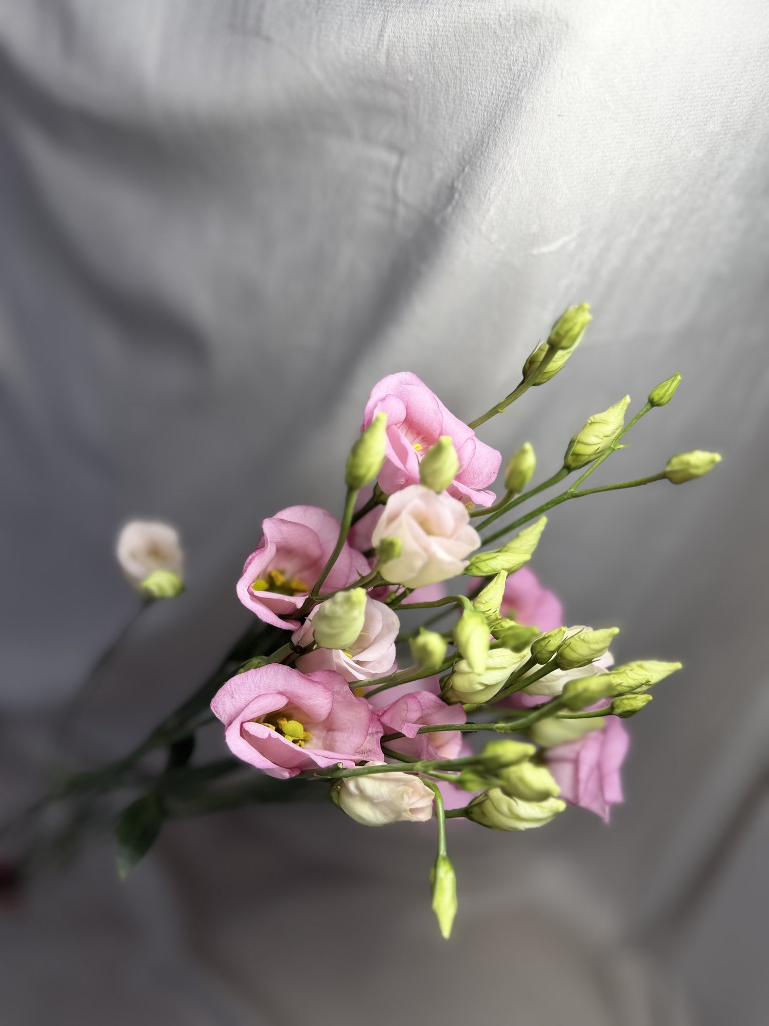 Eust En Claire L Pink(eustoma Roz)