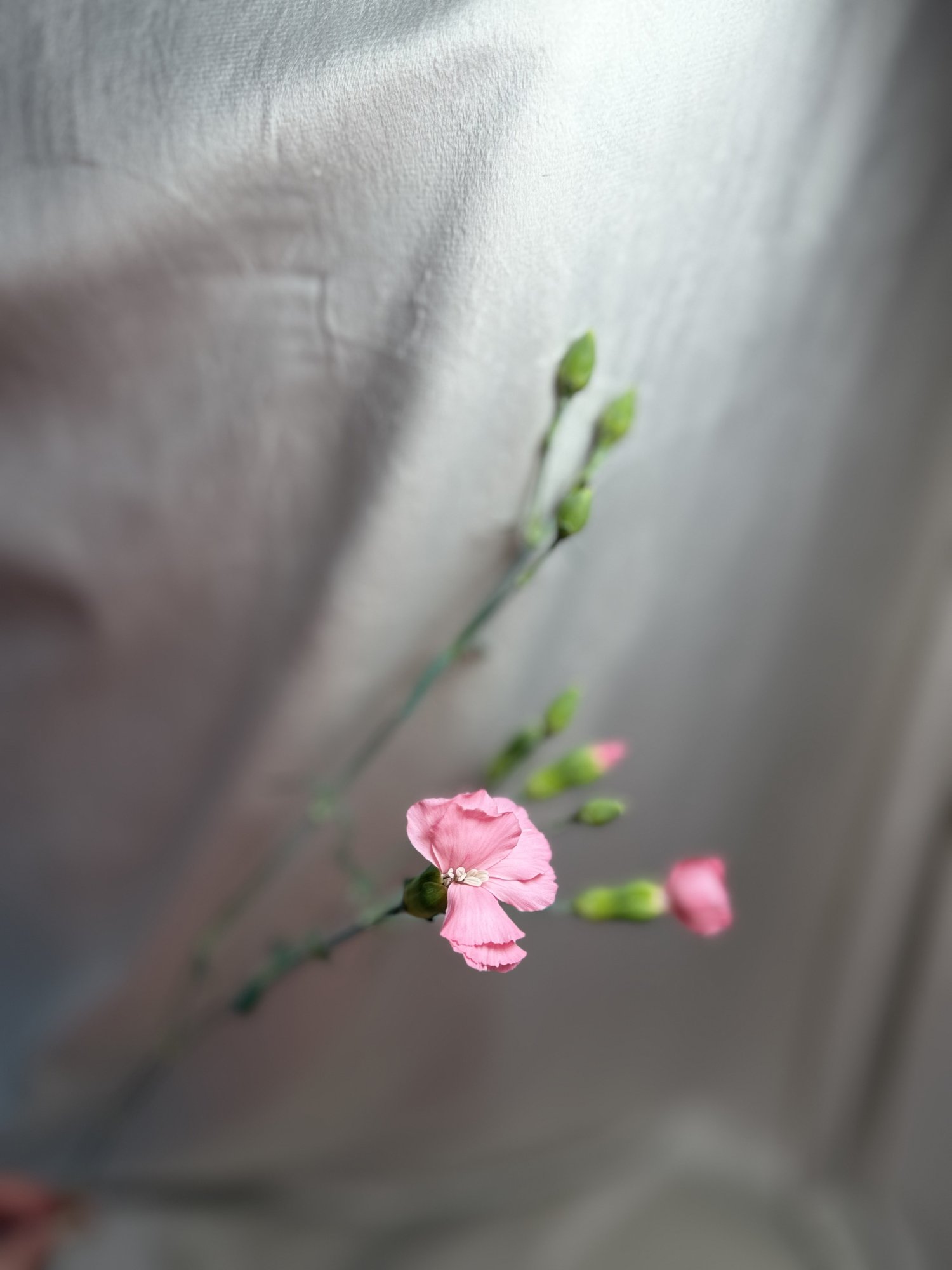 Di Solomio Clif(garoafa roz)