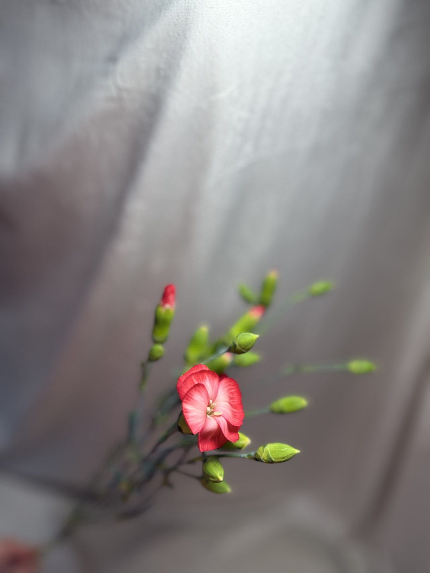 Di Solomio Cas(garoafa Rosie)