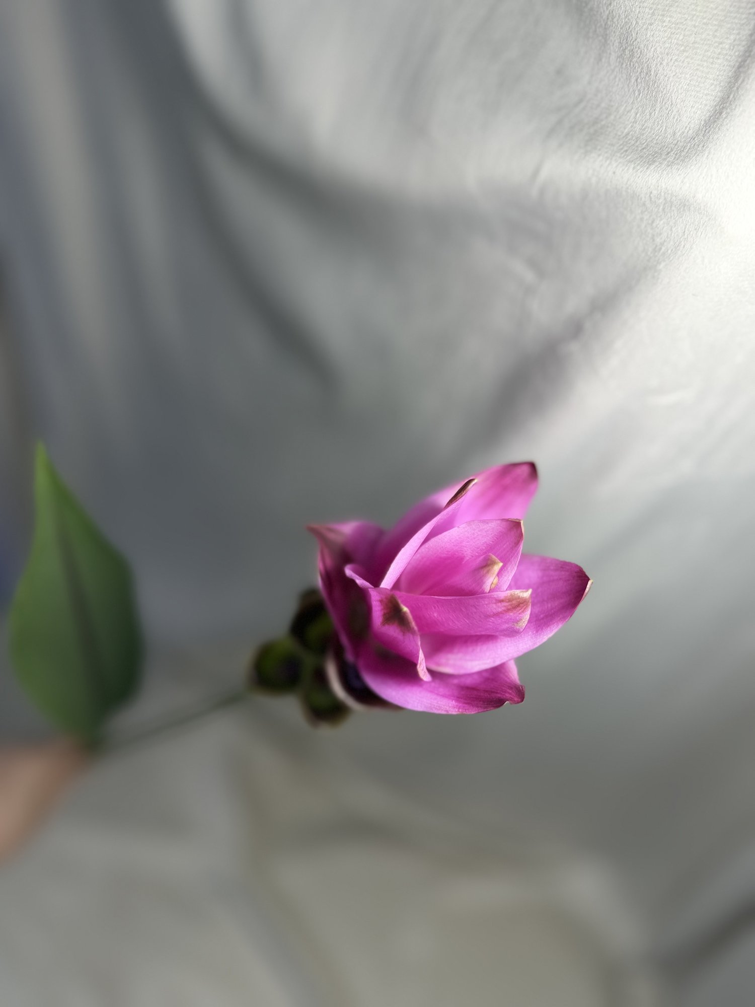 Curcuma Siam Supreme(curcuma mov)