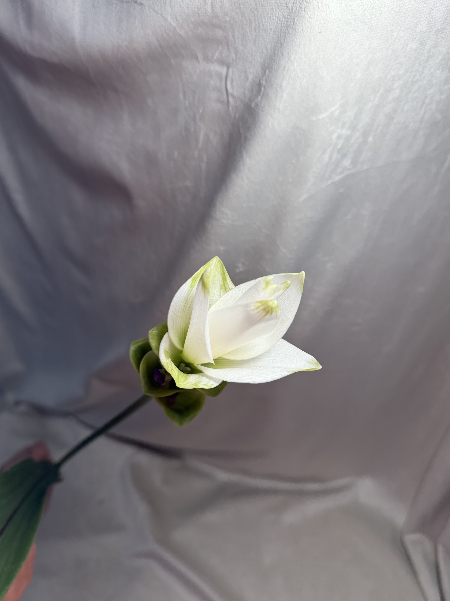 Curcuma Al Siam Shine(curcuma alb)