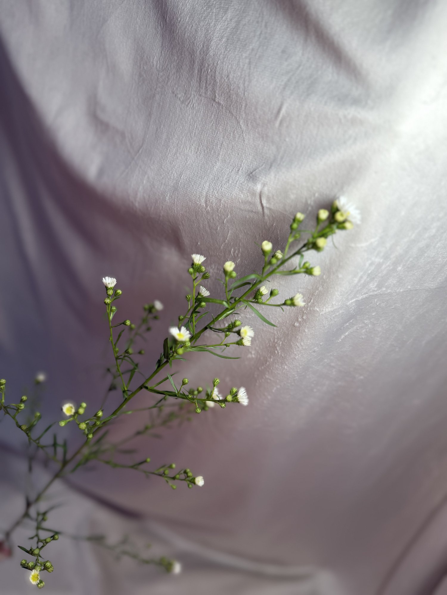 Musetel (Aster Paquita