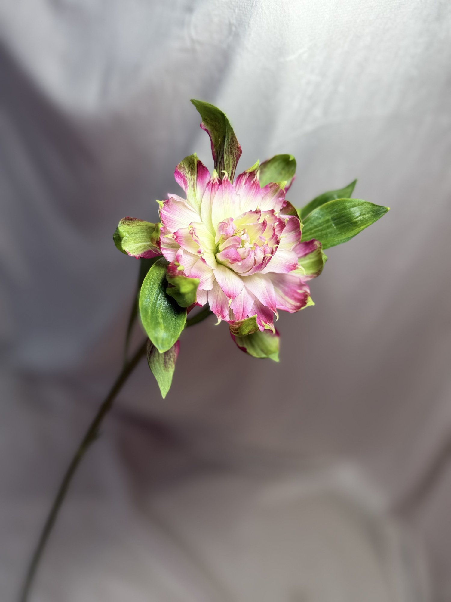 Alstro Fashionista Sofiena(alstromenia Roz)